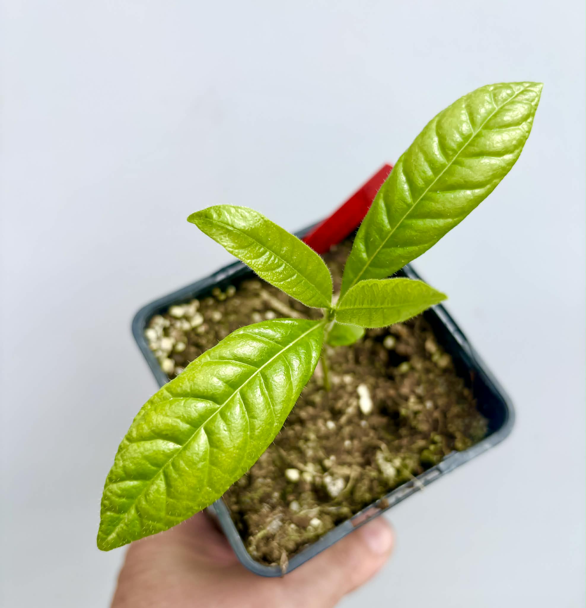 Cordiera sp Jenipapo - 1 potted seedling / 1 getopfter Sämling