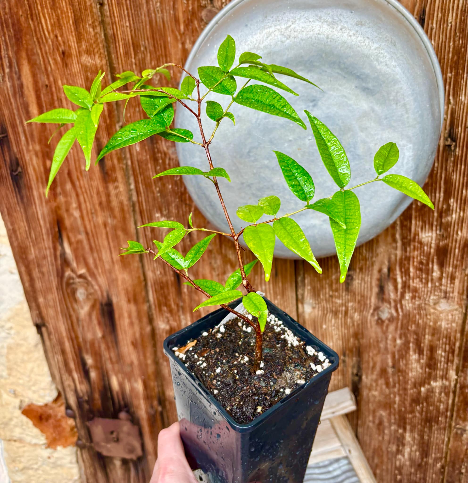 Eugenia anthropophaga - 1 potted plant / 1 getopfte Pflanze