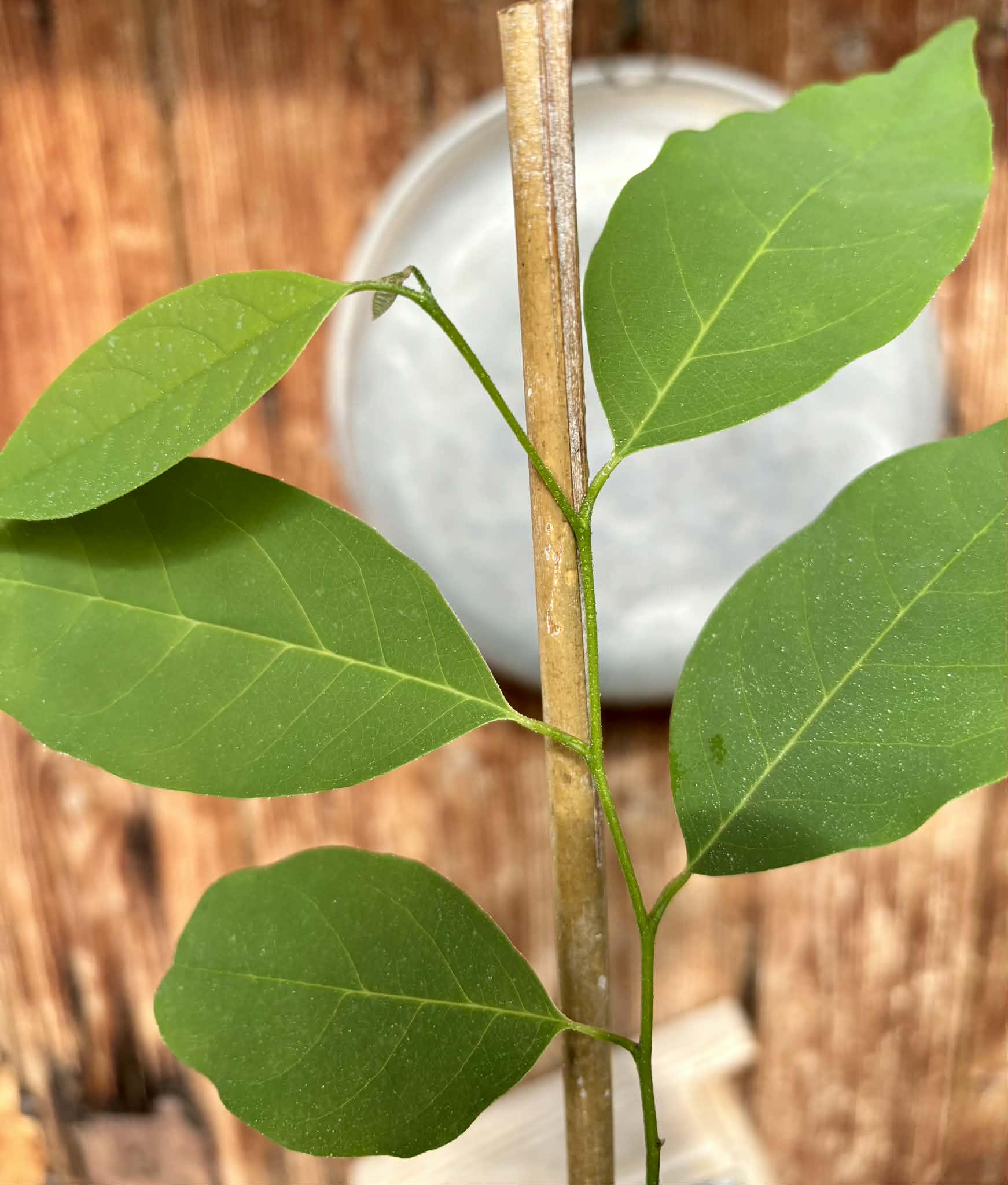 Annona emarginata - 1 potted plant / 1 getopfte Pflanze 