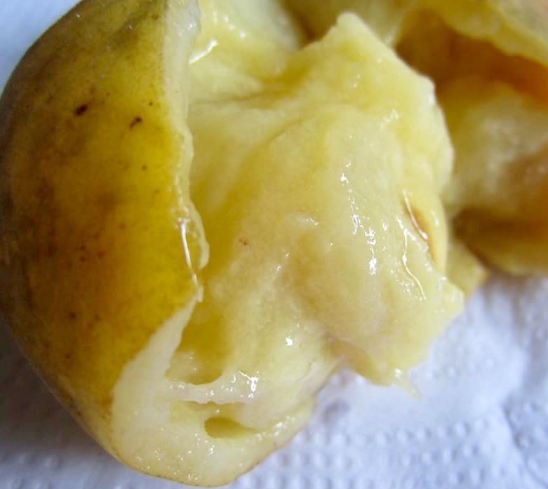 Campomanesia lineatifolia - Rare exotic plant - Seltene exotische Pflanze