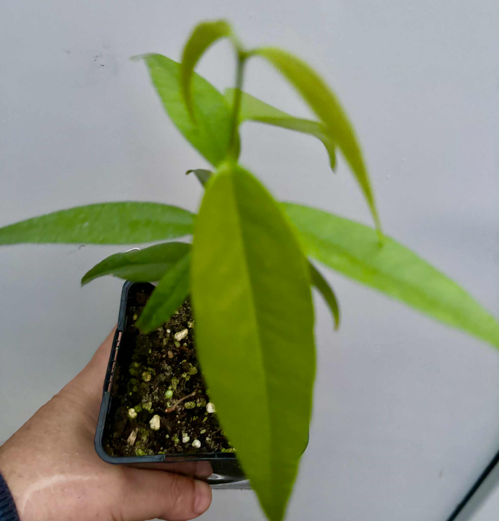 Eugenia bahiensis var. Sementes pintada  - 1 potted plant / 1 getopfte Pflanze