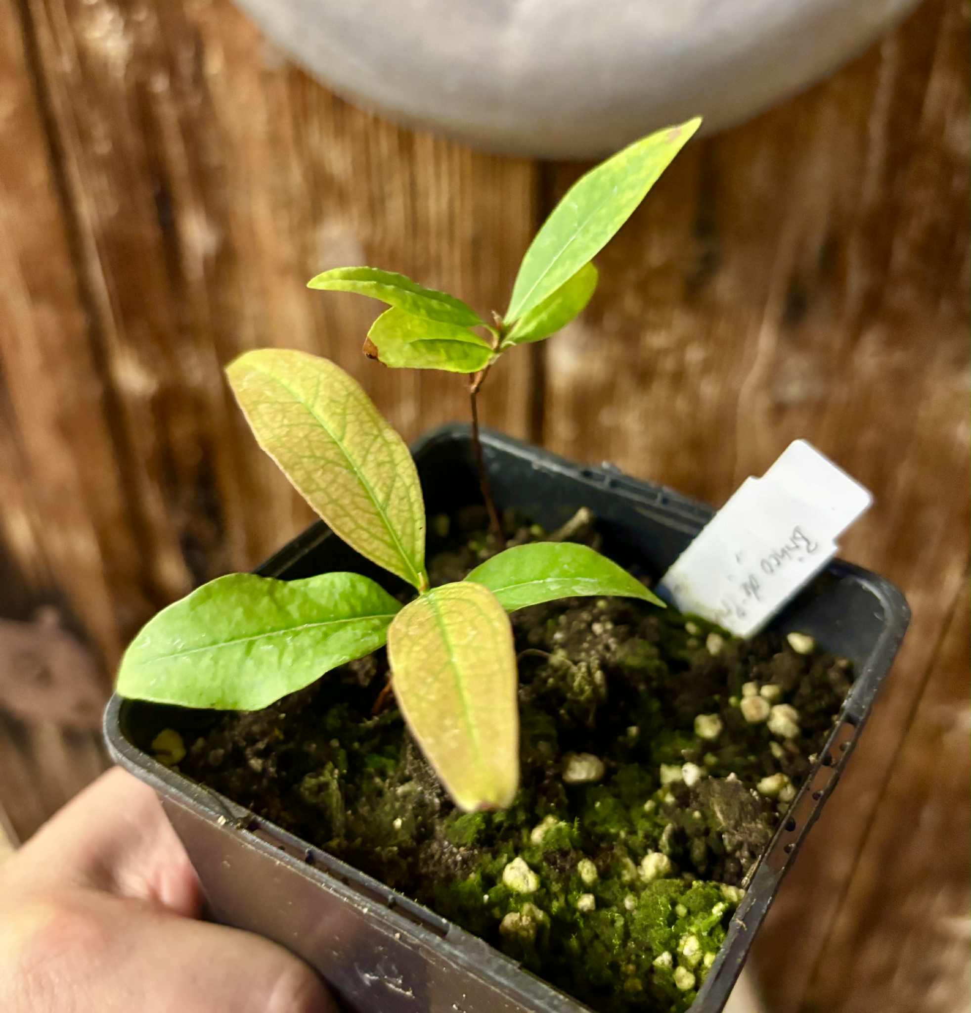 2 in 1 pot - Cagaita var. "Brinco de Princesa" (Eugenia dysenterica) - 1 potted plant / 1 getopfte Pflanze Kopie