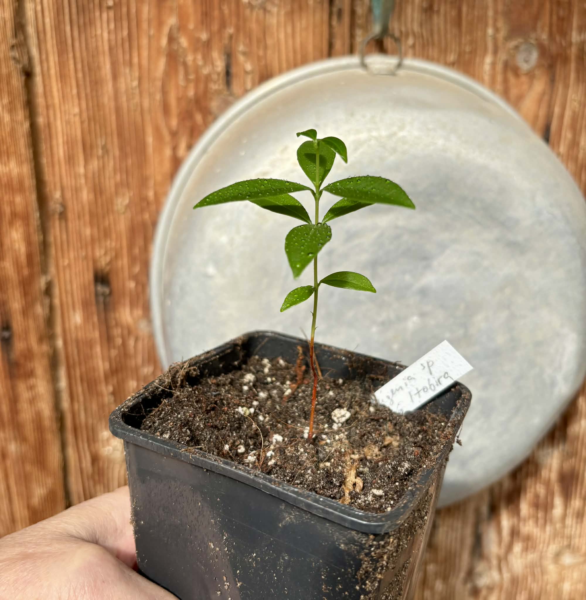 Eugenia sp. Pitanga Itobira -  1 potted seedling / 1 getopfter Sämling