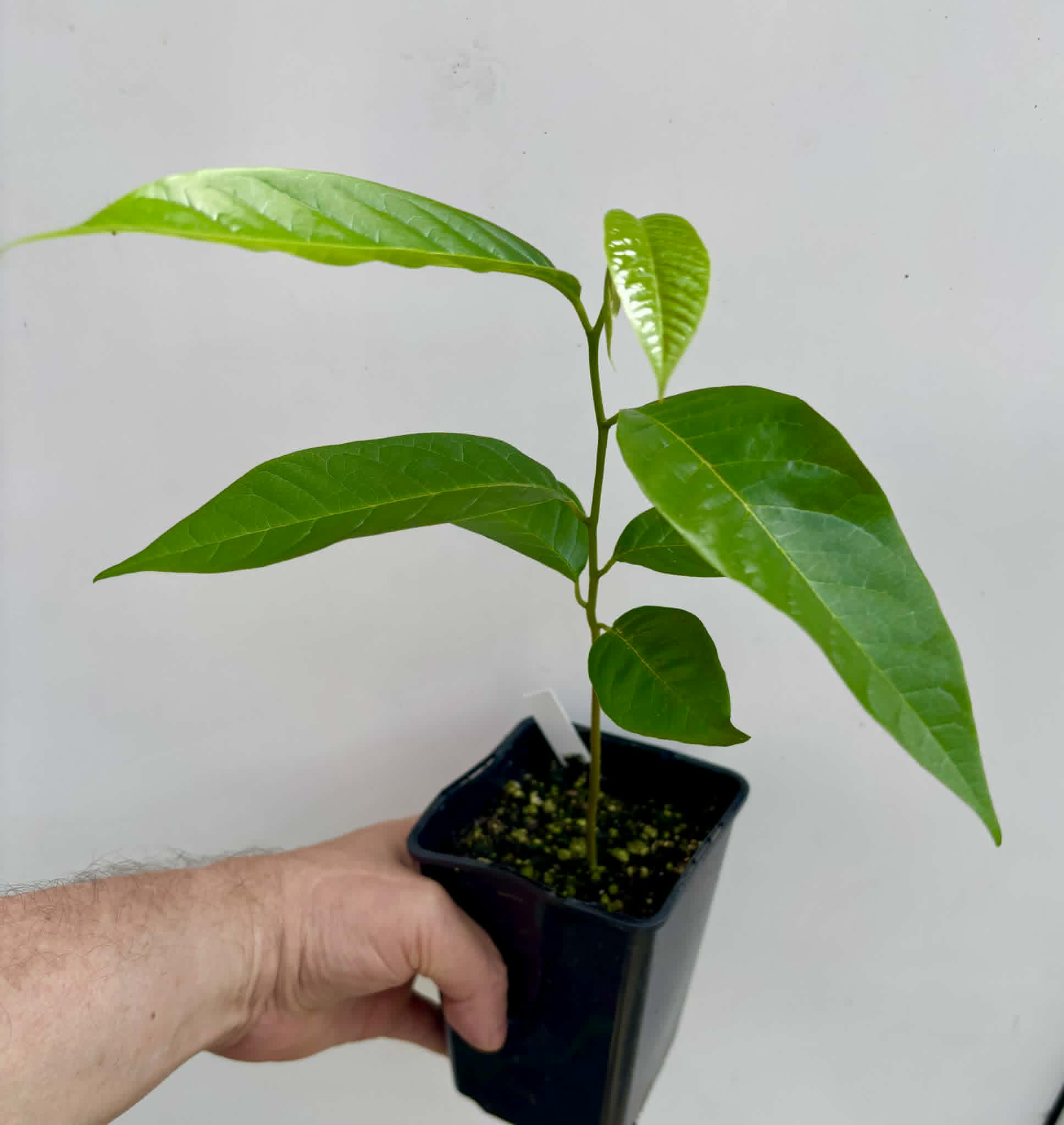 Annona reticulata var Ruby Heart- 1 potted seedling / 1 getopfter Sämling