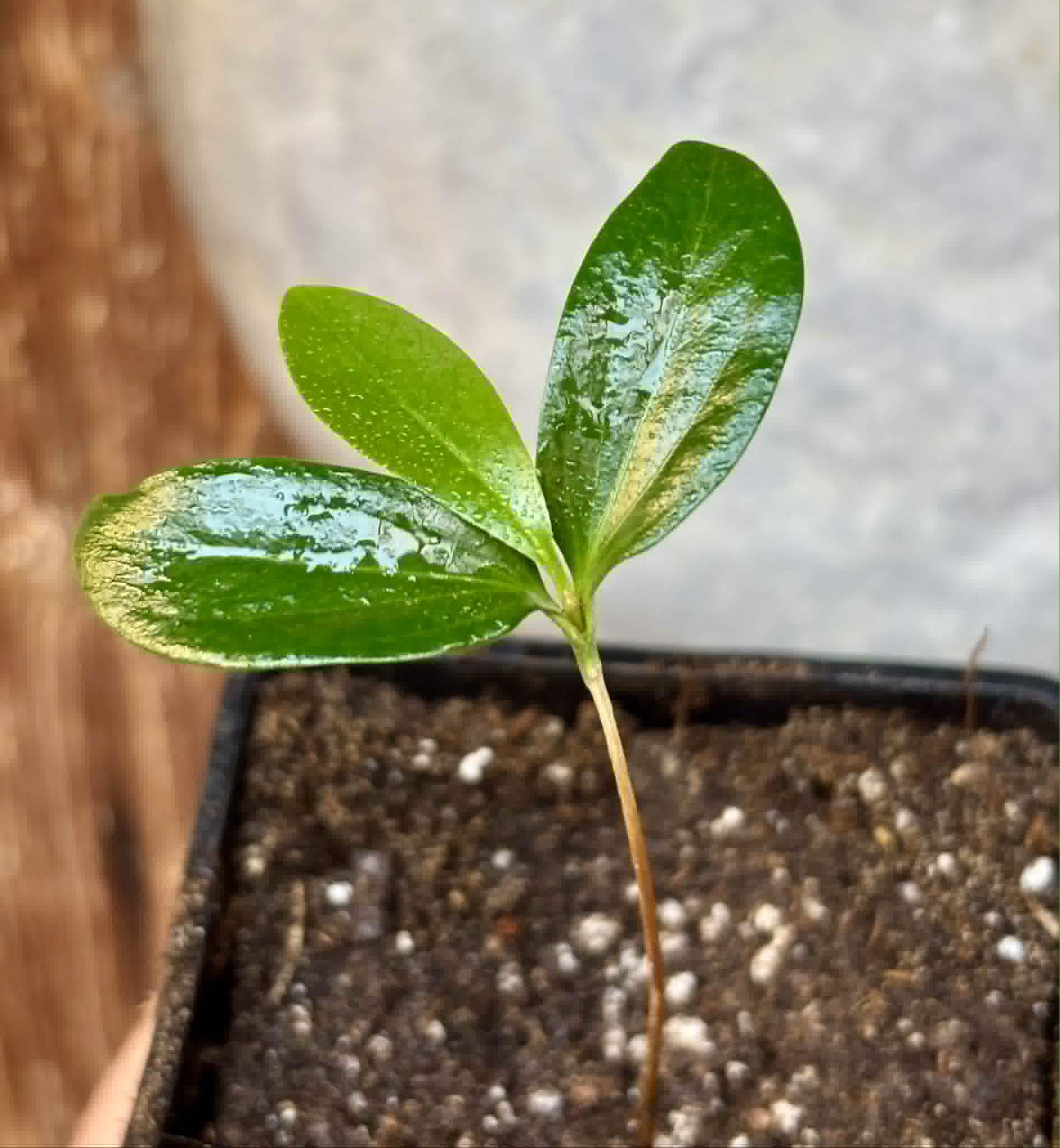 Aquai (Chrysophyllum gonocarpum var. BIG Itacare)  -  1 potted seedling / 1 getopfter Sämling