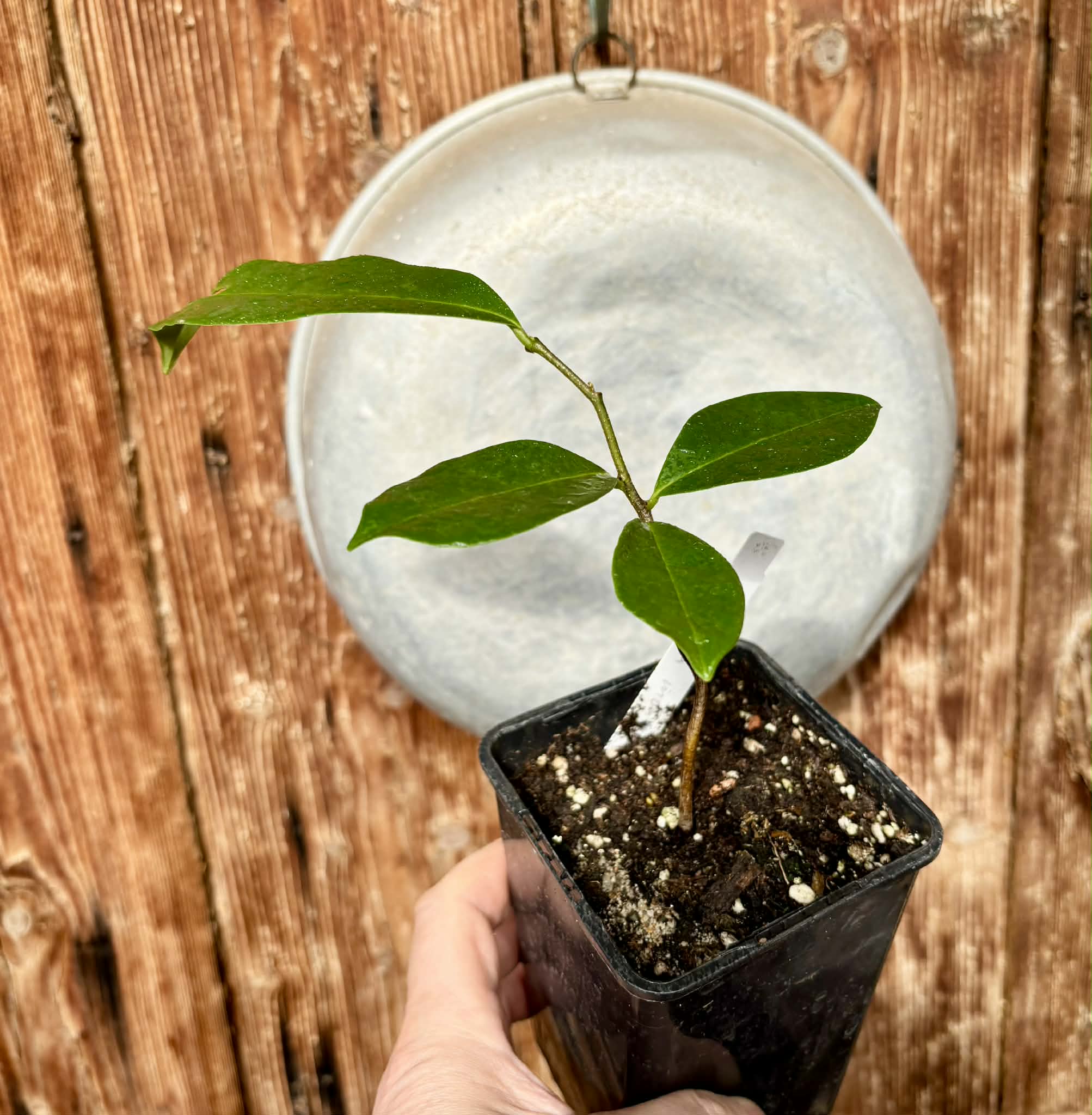 Annona montana - Mountain Soursop - 1 potted plant / 1 getopfte Pflanze