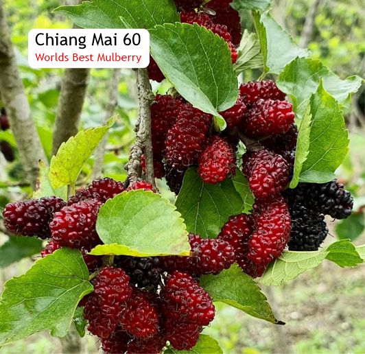 Pre Order - Chiang Mai 60 (Morus alba 'Chiang Mai 60') - 1 potted plant / 1 getopfte Pflanze