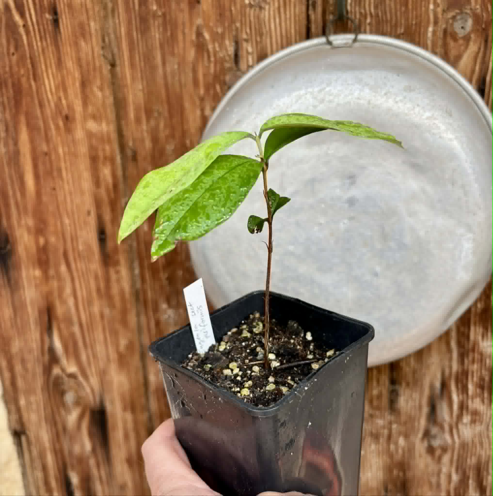Eugenia sect. pisiformis var. Maruim - 1 potted seedling / 1 getopfter Sämling