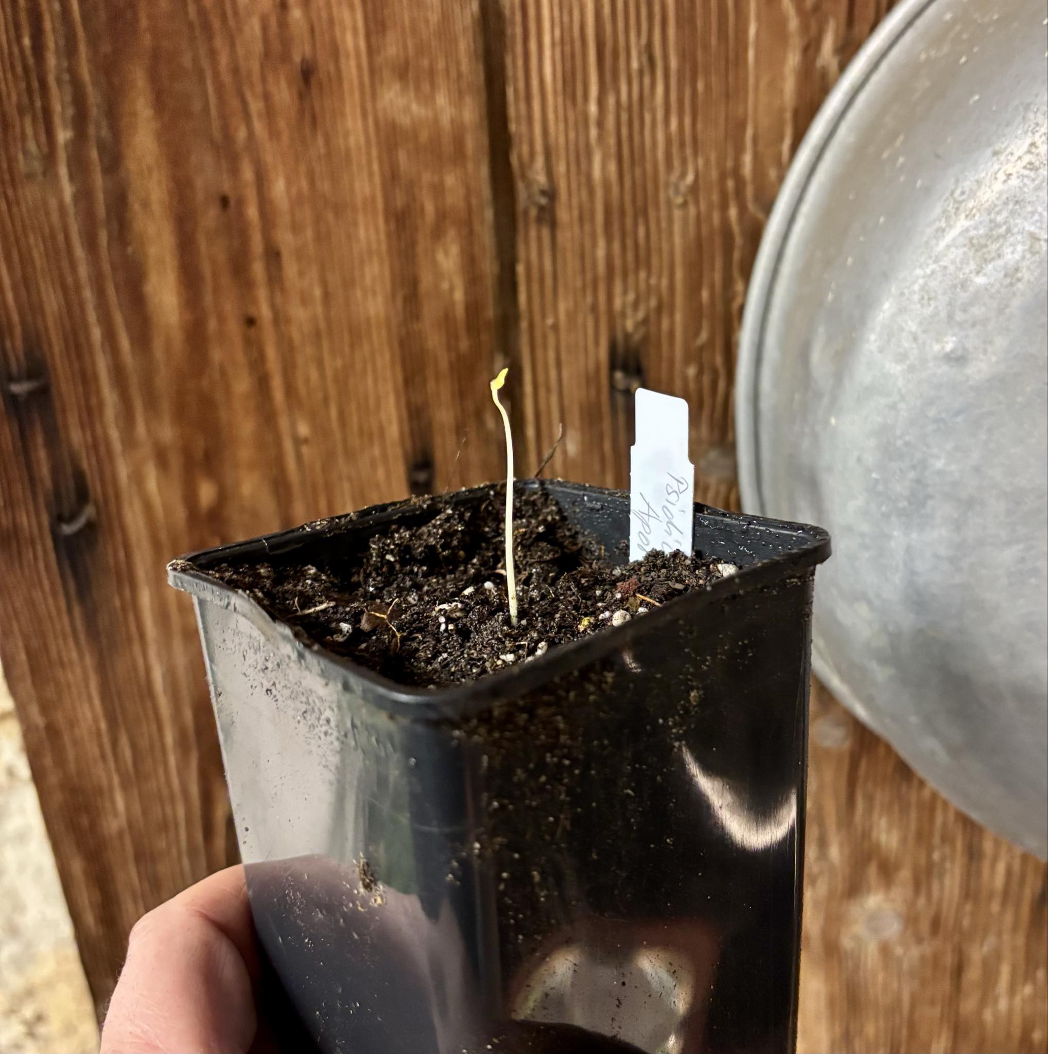 Psidium sp Aporá - 1 potted seedling / 1 getopfter Sämling