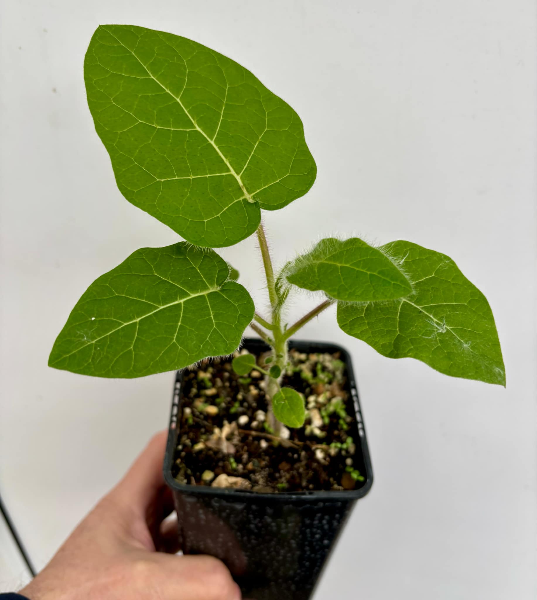 Solanum vestissimum - 1 potted plant / 1 getopfte Pflanze Solanum vestissimum - 1 potted plant / 1 getopfte Pflanze
