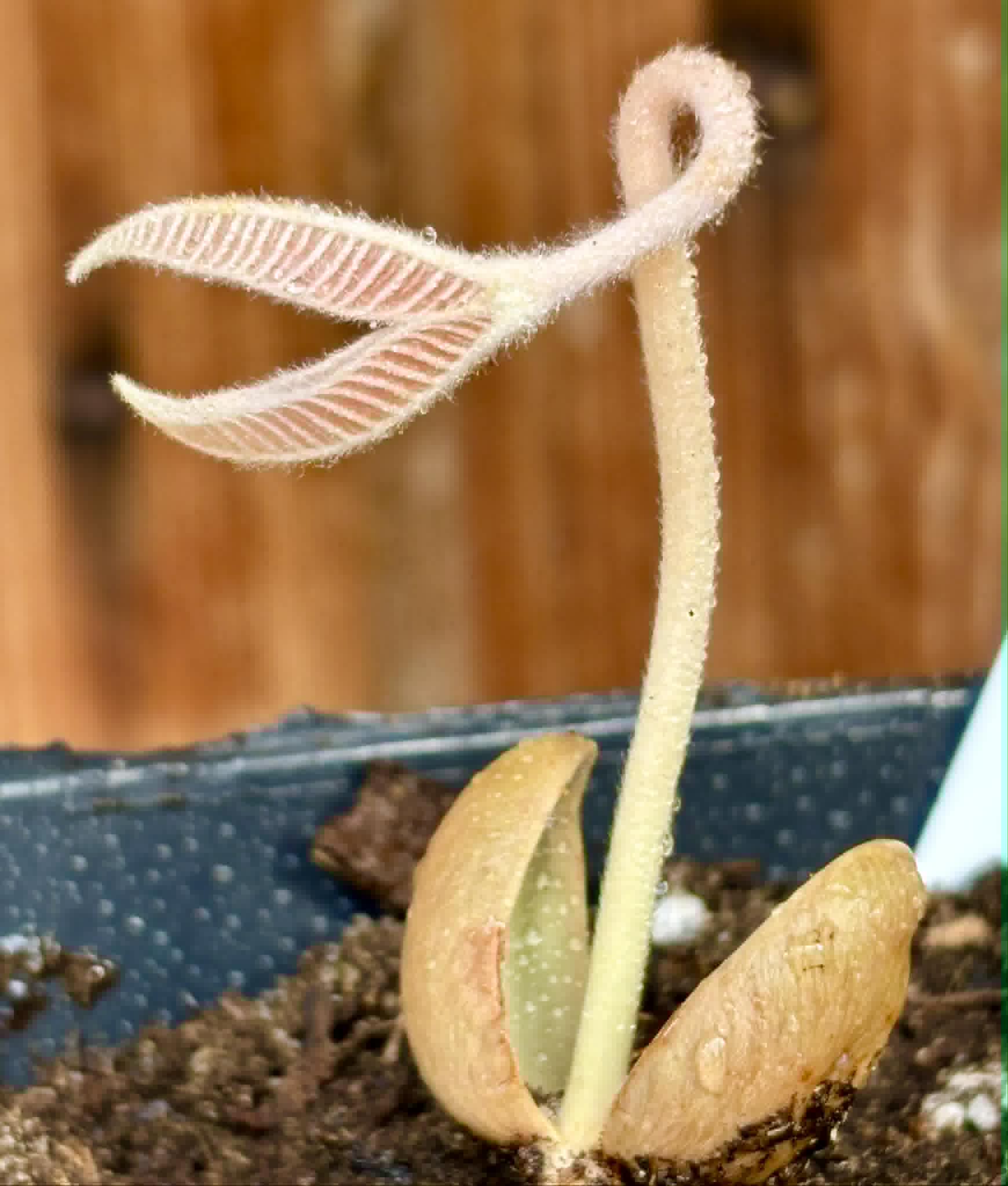Ecclinusa ramiflora -  1 potted seedling / 1 getopfter Sämling