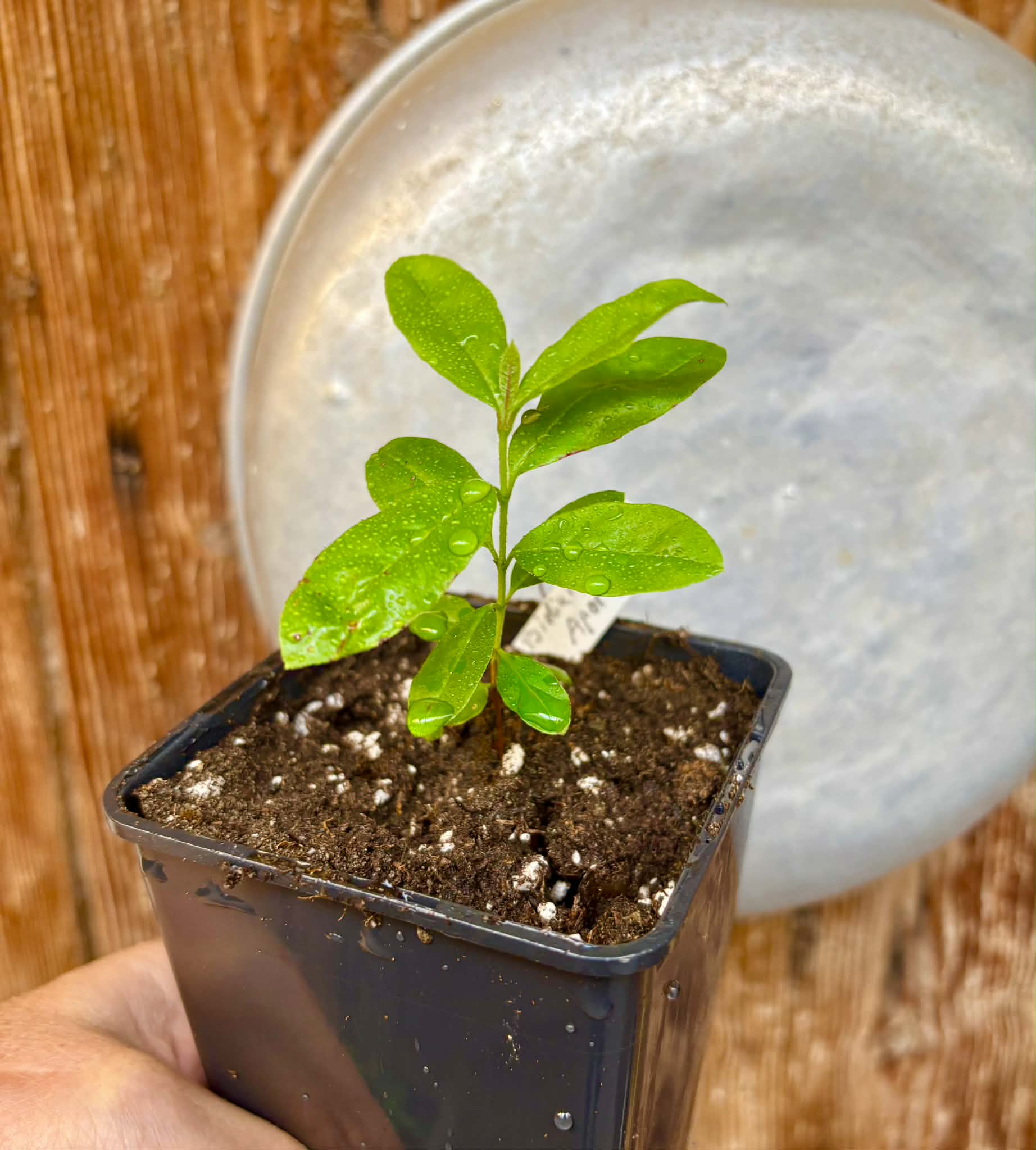 Psidium sp Aporá - 1 potted seedling / 1 getopfter Sämling