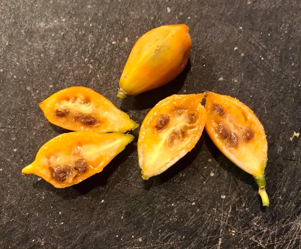 4 years old - Oak Leaf Papaya (Vasconcellea quercifolia) - 1 potted plant / 1 getopfte Pflanze