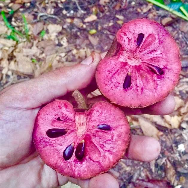 Fusea longifolia - 1 germinated seed / 1 gekeimter Samen