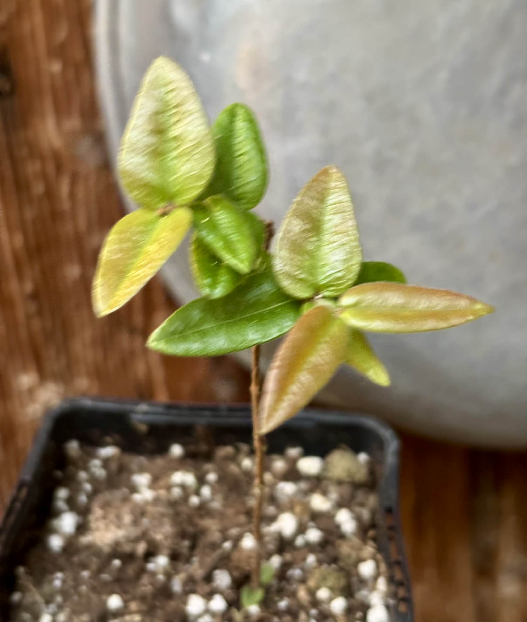 Myrciaria caerulescens (Roxa - Blue Guaquiea) - 1 potted seedling / 1 getopfter Sämling