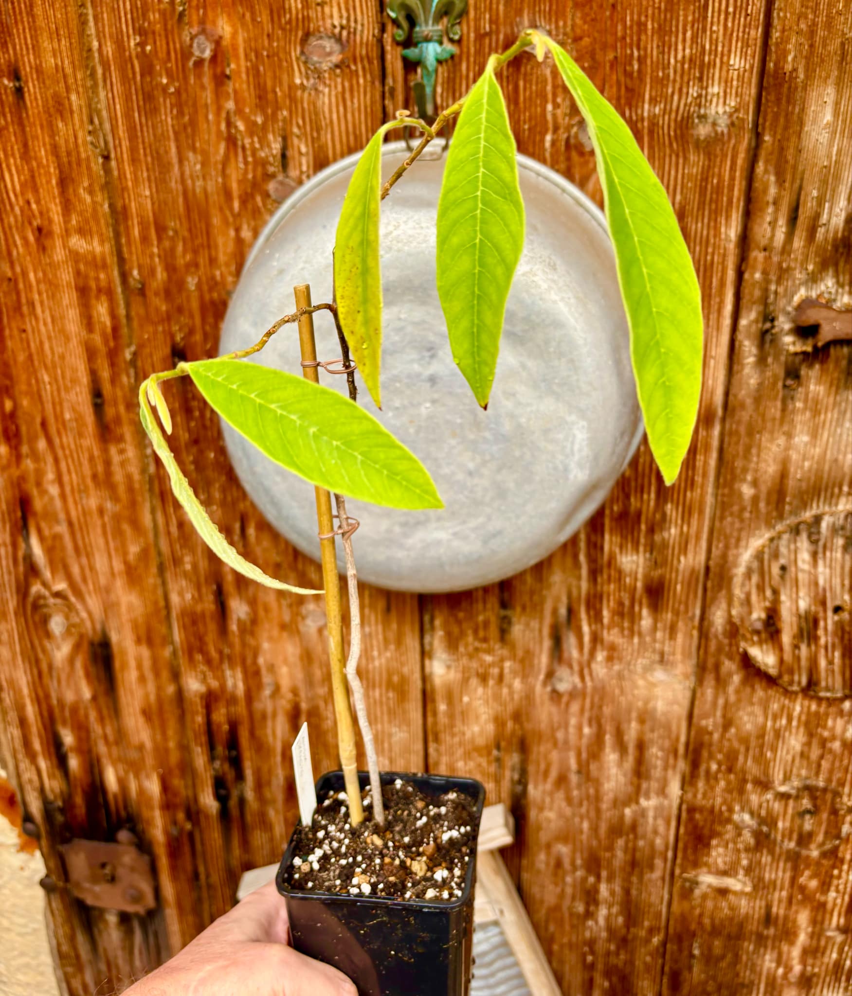 3 years old - Nonita (Annona spraguei) - 1 spotted plant / 1 getopfte Pflanze