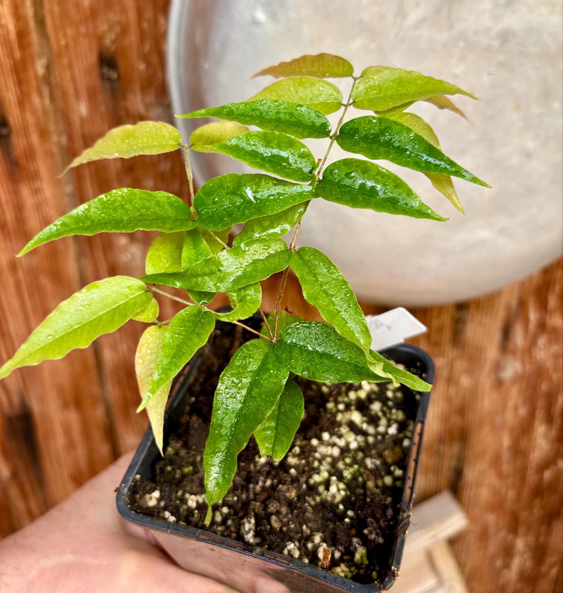 Jaboticaba - Plinia sp Rajada Cabo longo verde -  1 potted seedling / 1 getopfter Sämling