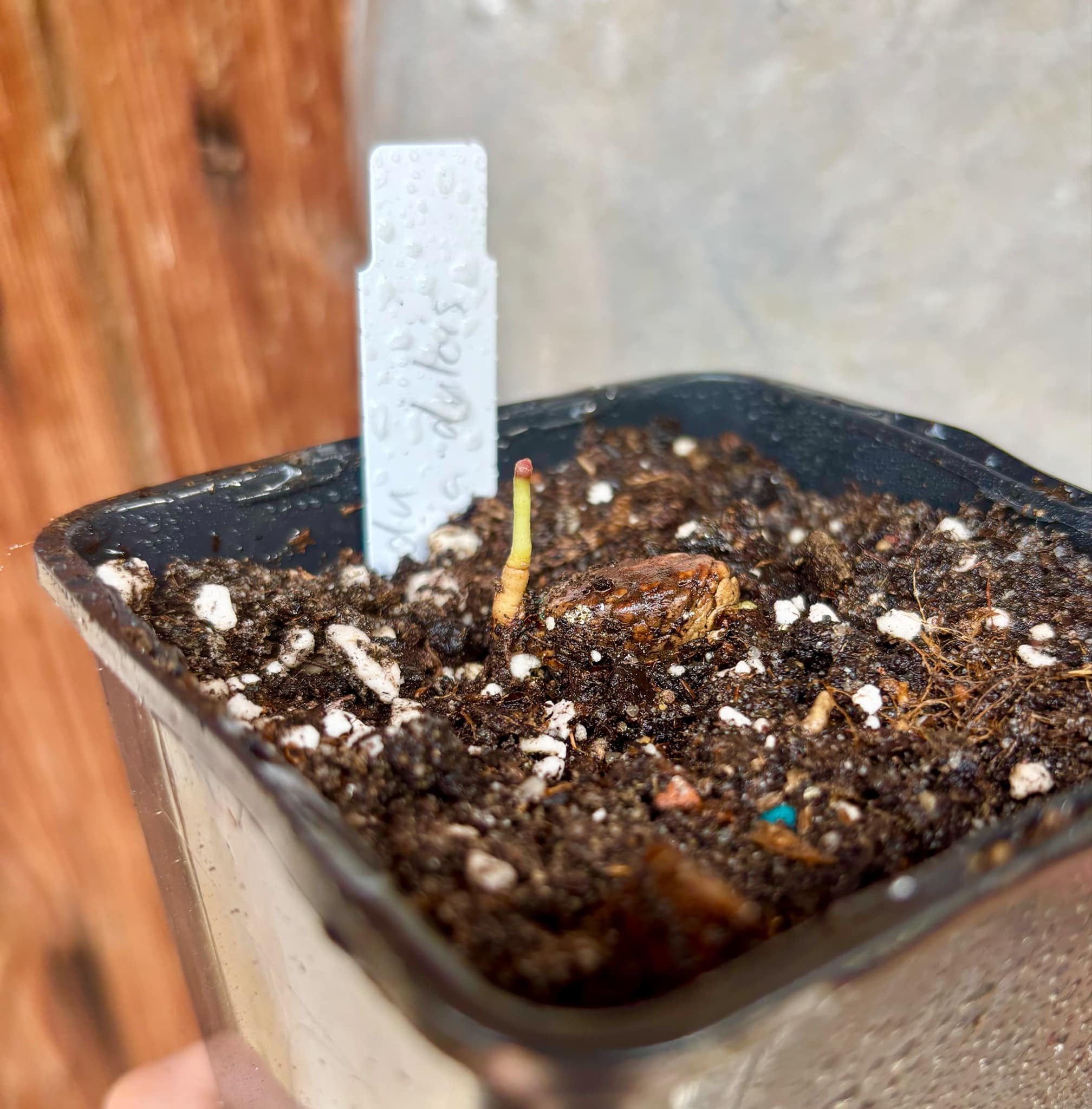 Garcinia dulcis - Mundu  - 1 small potted seedling / 1 kleiner, getopfter Sämling