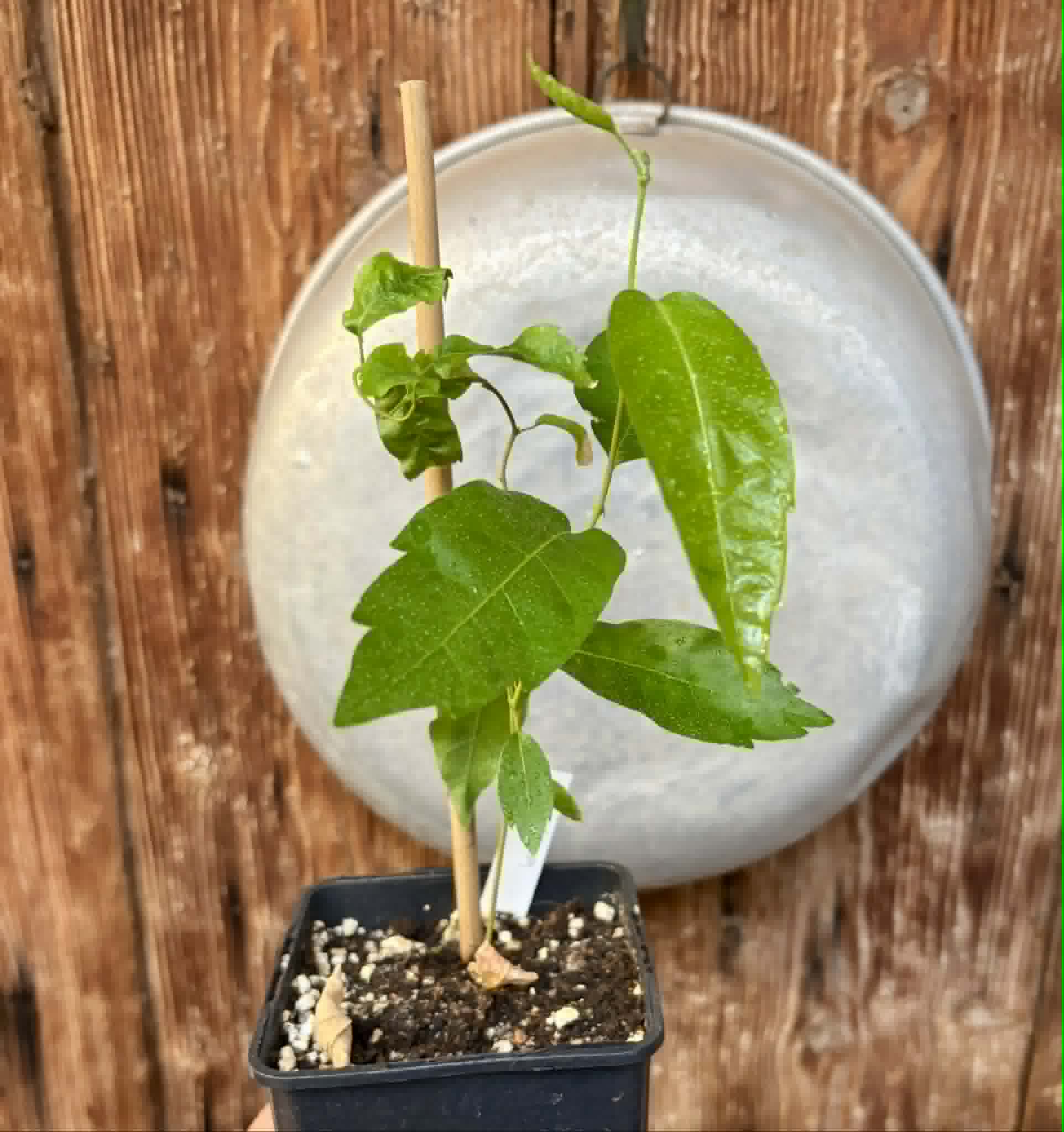 Guaraná (Paullinia cupana) - 1 potted seedling / 1 getopfter Sämling