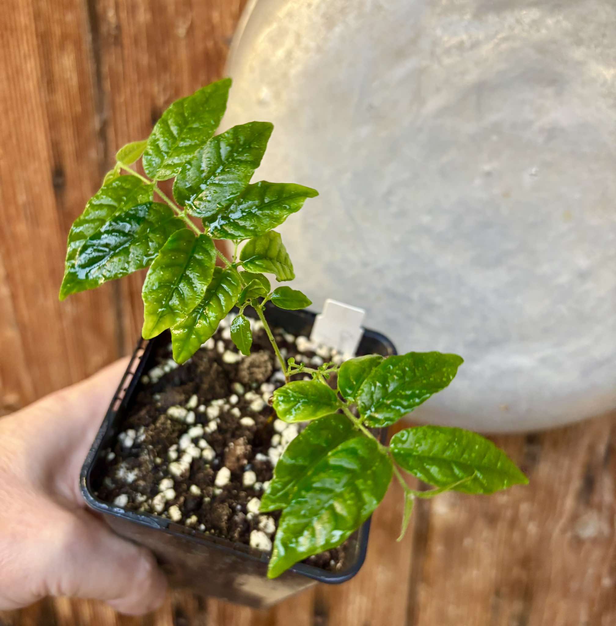 Campomanesia phaea - Flying Saucer Fruit - Cambuci  - 1  potted plant / 1 getopfte Pflanze
