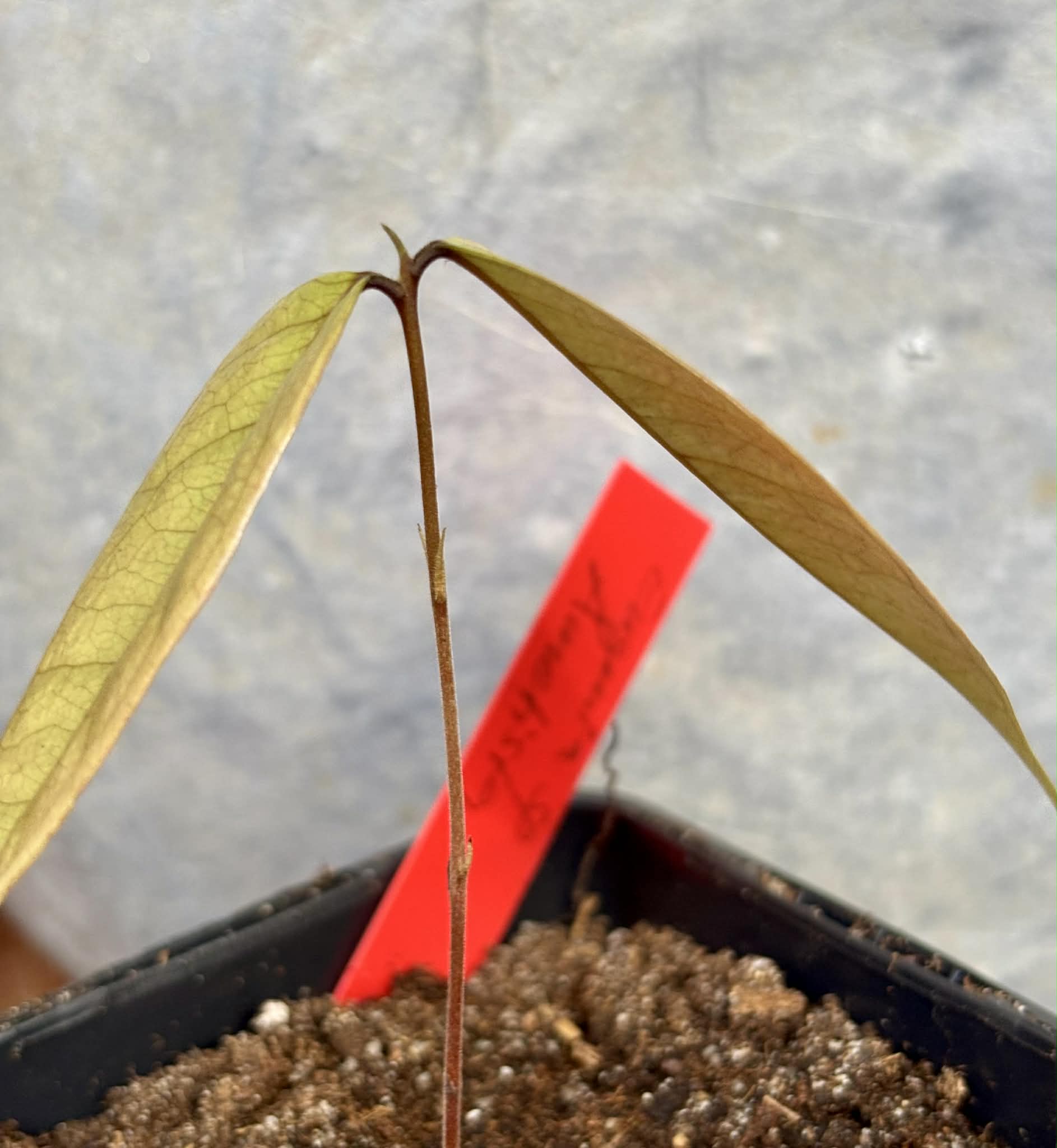 Eugenia sp Ametista - 1 potted seedling / 1 getopfter Sämling