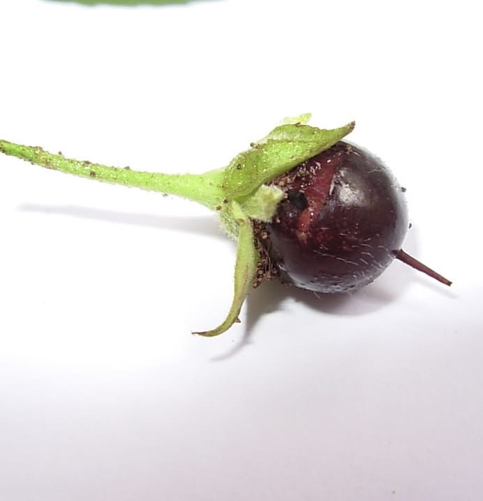 Guaí (Prockia crucis) - 10 fresh seeds / 10 frische Samen 