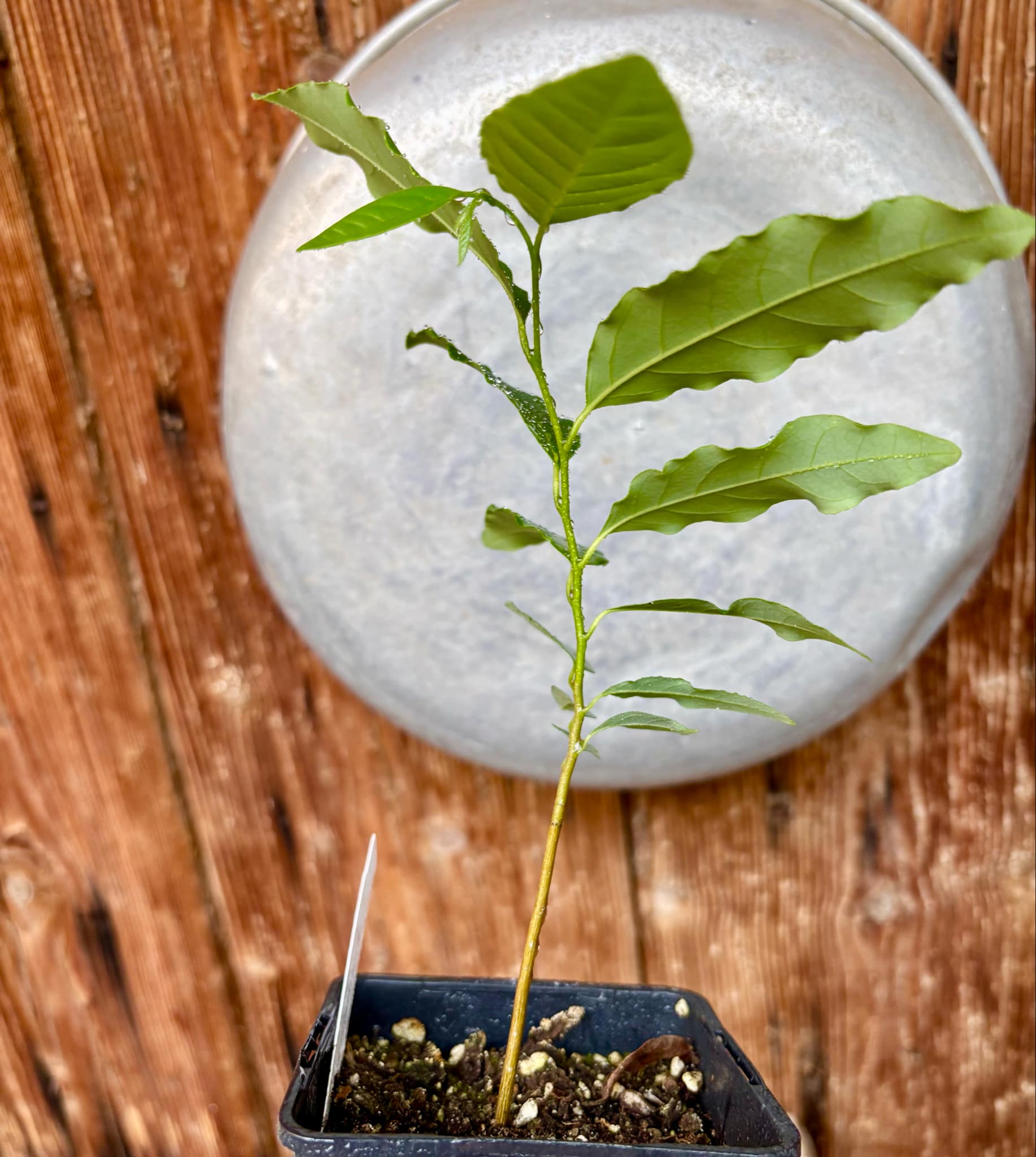 Annona emarginata - 1 potted plant / 1 getopfte Pflanze