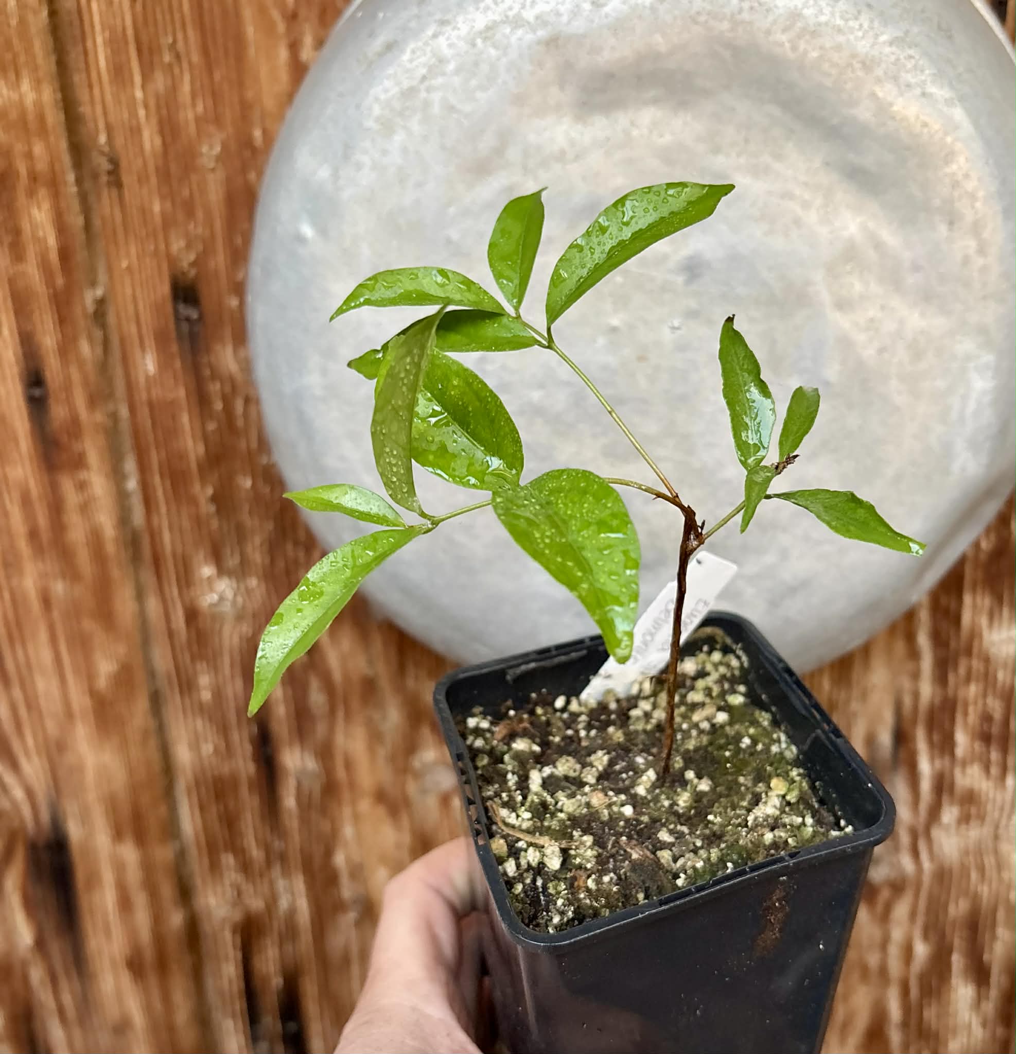Eugenia sp Belmonte -  1 potted seedling / 1 getopfter Sämling