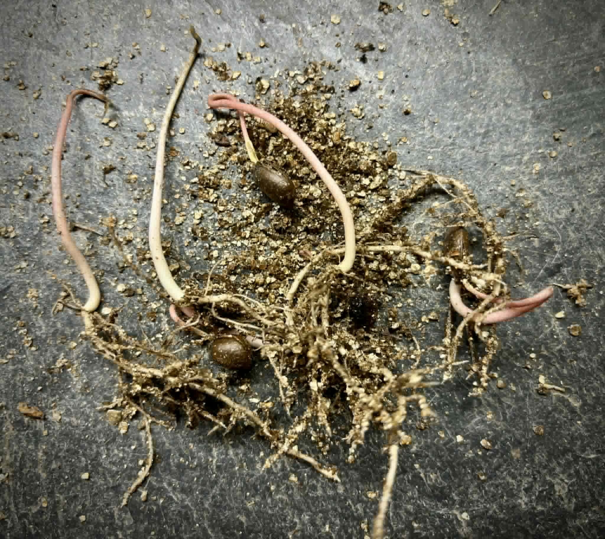 last 4 seeds - Atemoya Thompson - 1 germinated seed / 1 gekeimter Samen