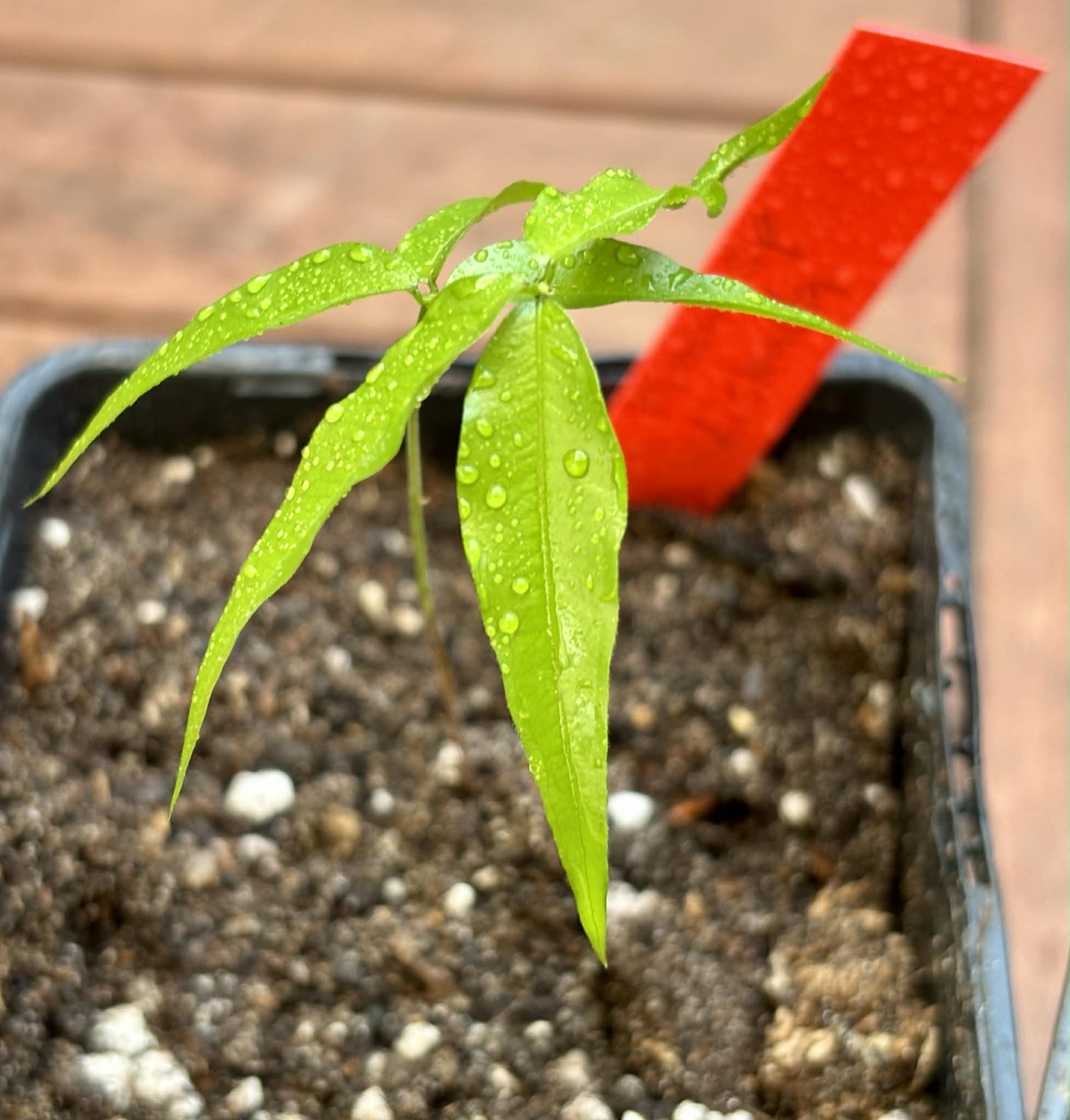 Collection of 5 new Jaboticaba -  5 different potted Plinia / 5 verschiedene, getopfte Plinia