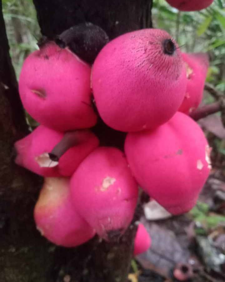 Pre Order - Syzygium versteegii - 1 fresh seed / 1 frischer Samen