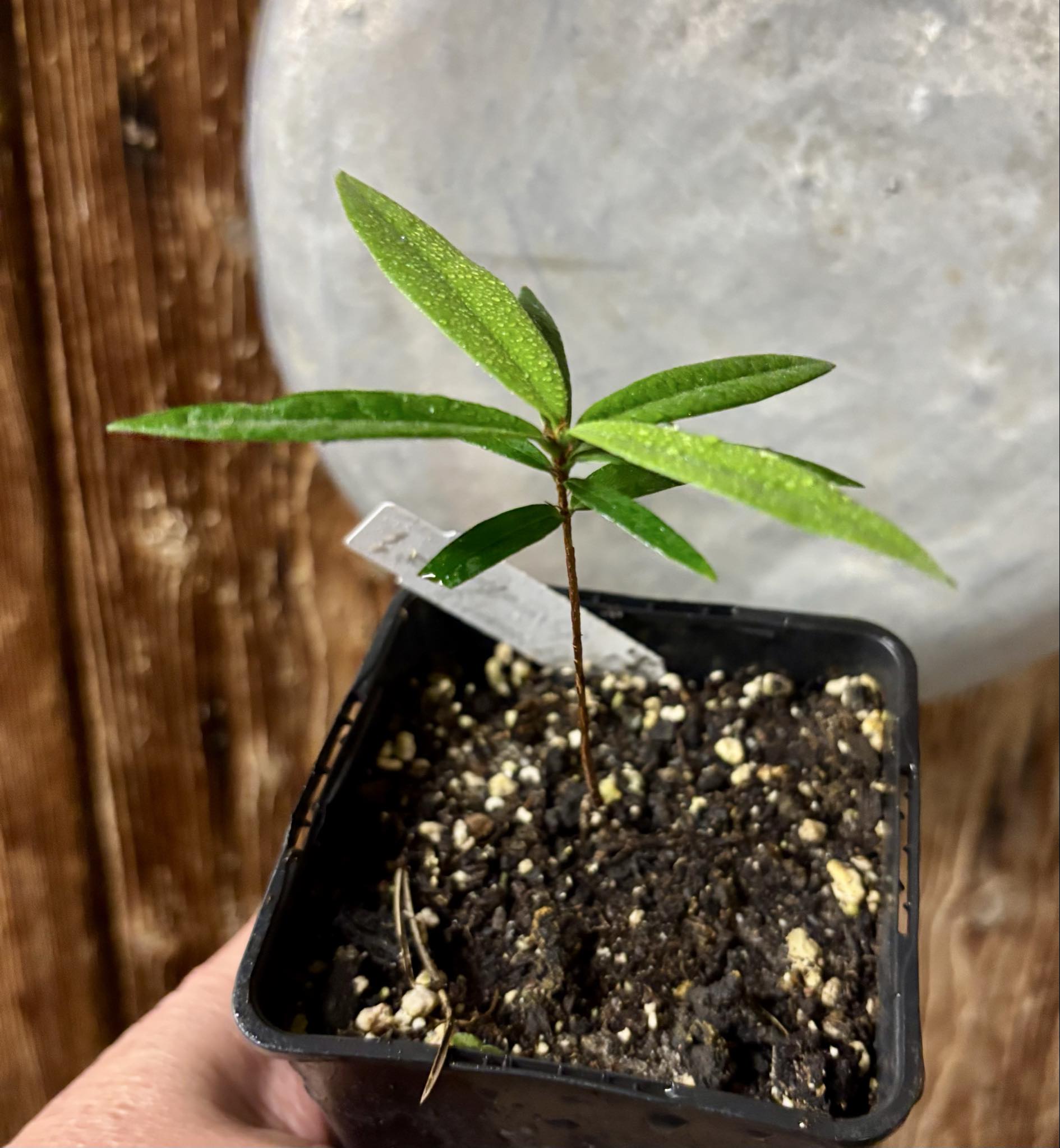 Eugenia sp Pitanga da Restinga -  1 potted seedling / 1 getopfter Sämling