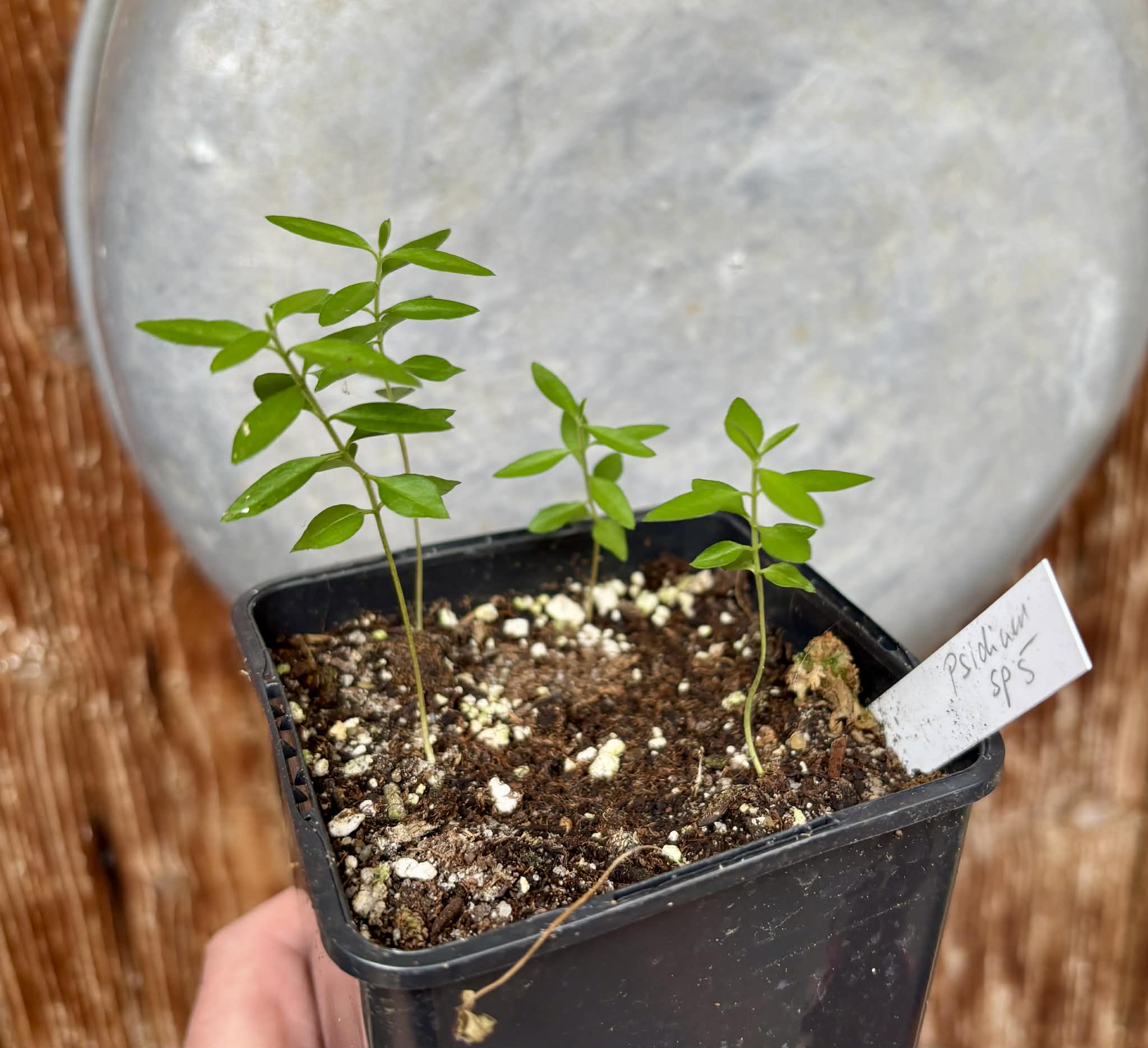 4 in 1 pot - Psidium sp. Caetité   - 4 seedlings in one pot / 4 Sämlinge in einem Topf