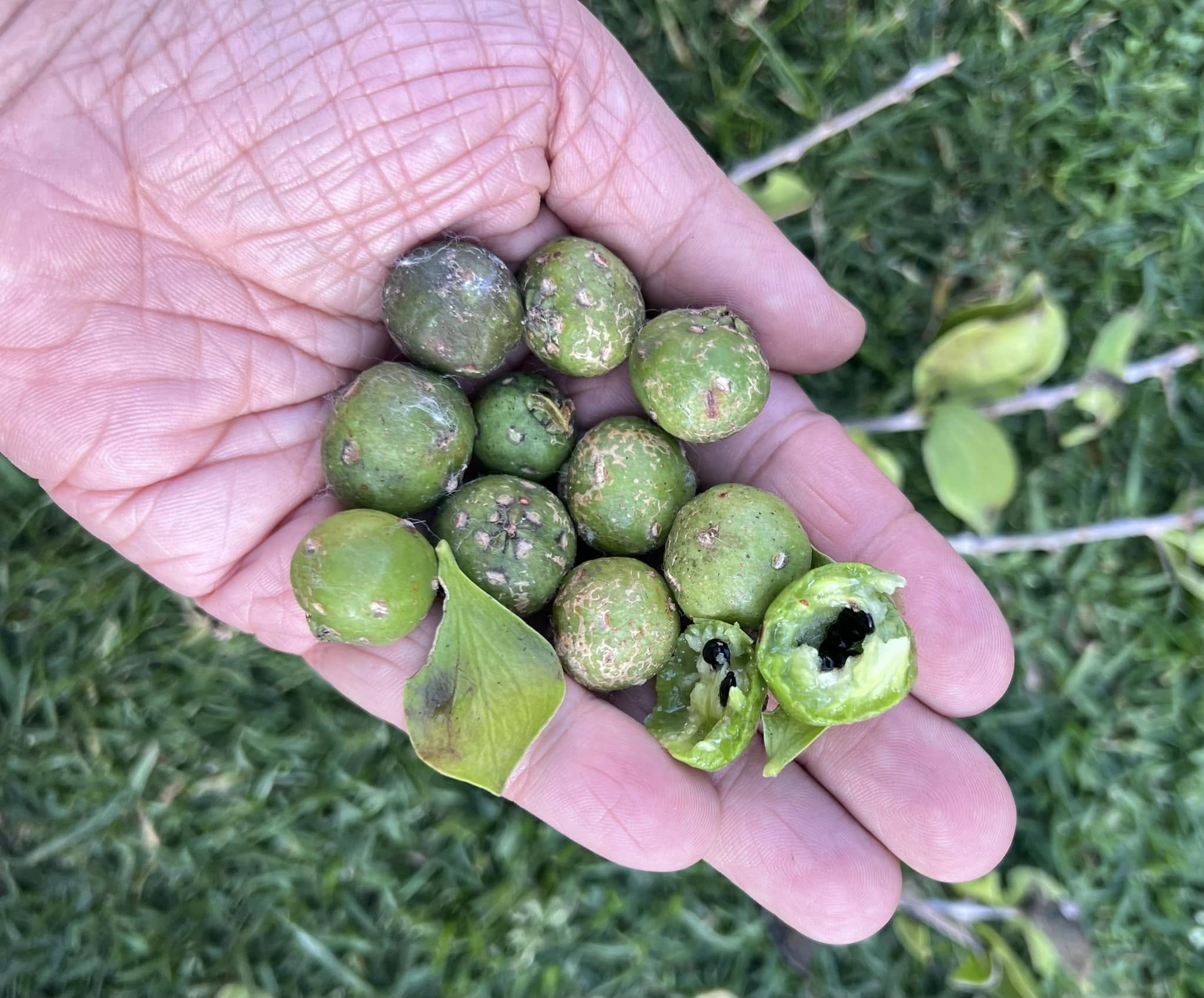 Guamacho (Pereskia guamacho) - Leuenbergeria guamacho - 1 fresh seed / 1 frischer Samen