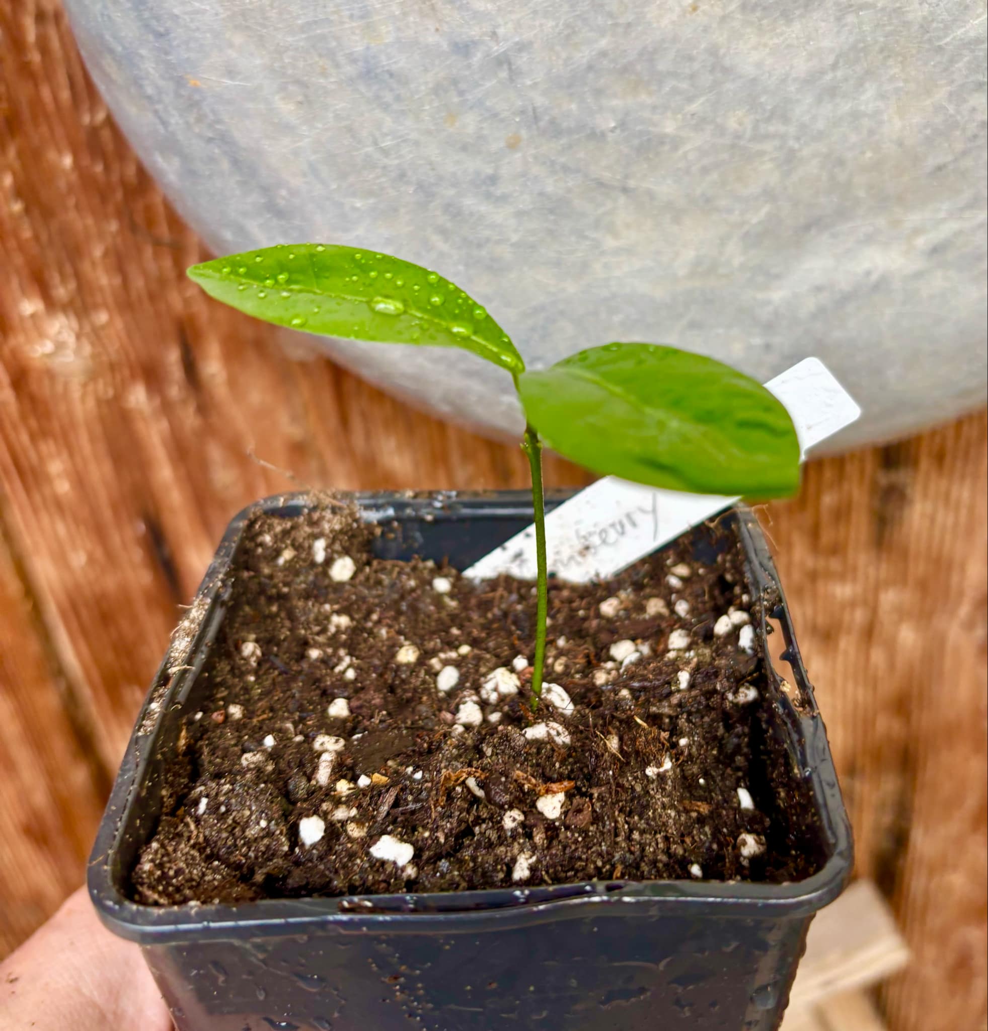 Glycosmis pentaphylla - Orangeberry / Ginberry -  1 small seedling / 1 kleiner Sämling