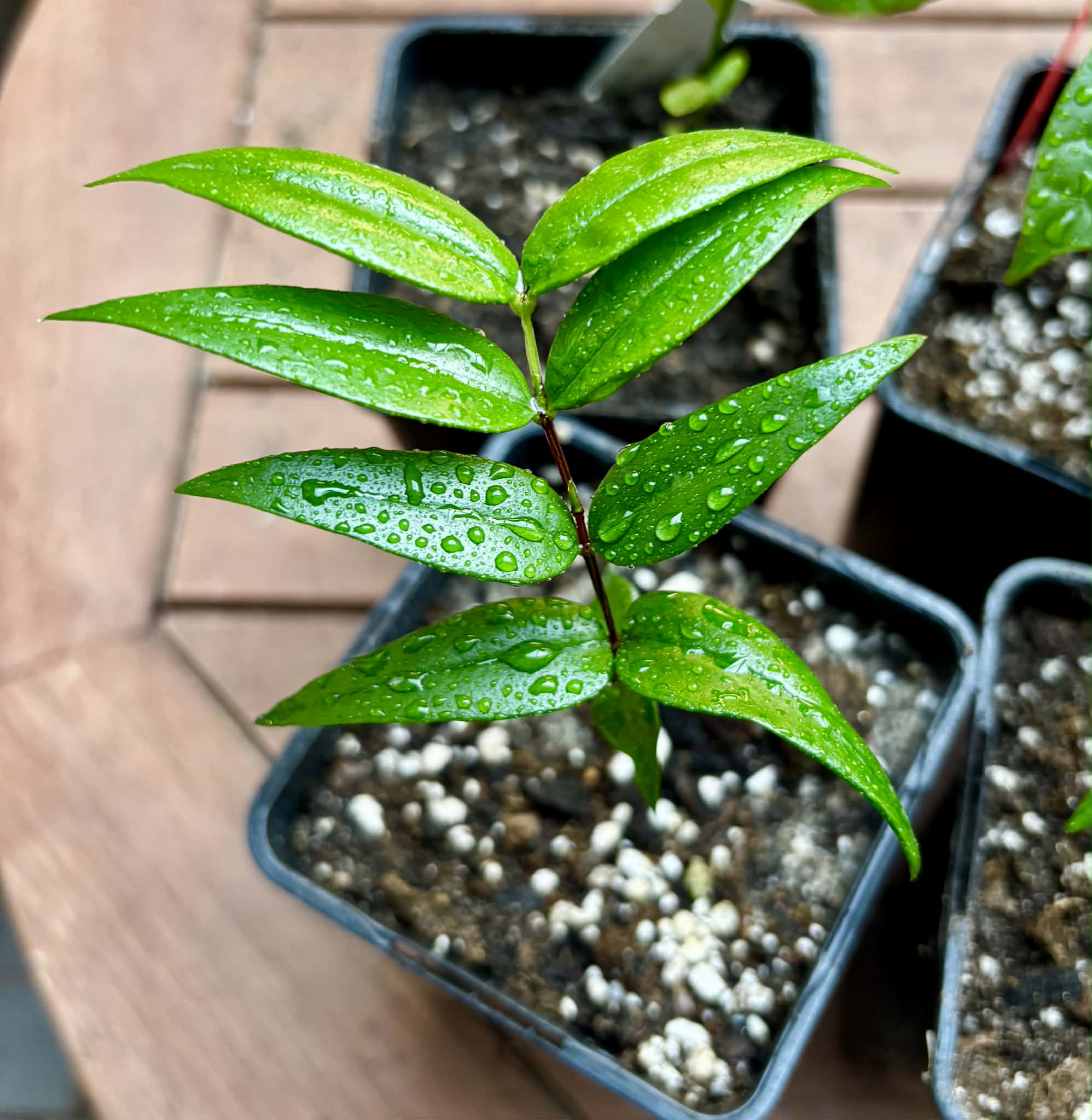 Collection of 5 rare exotic fruit plants -  5 different potted plants / 5 verschiedene, getopfte Pflanzen