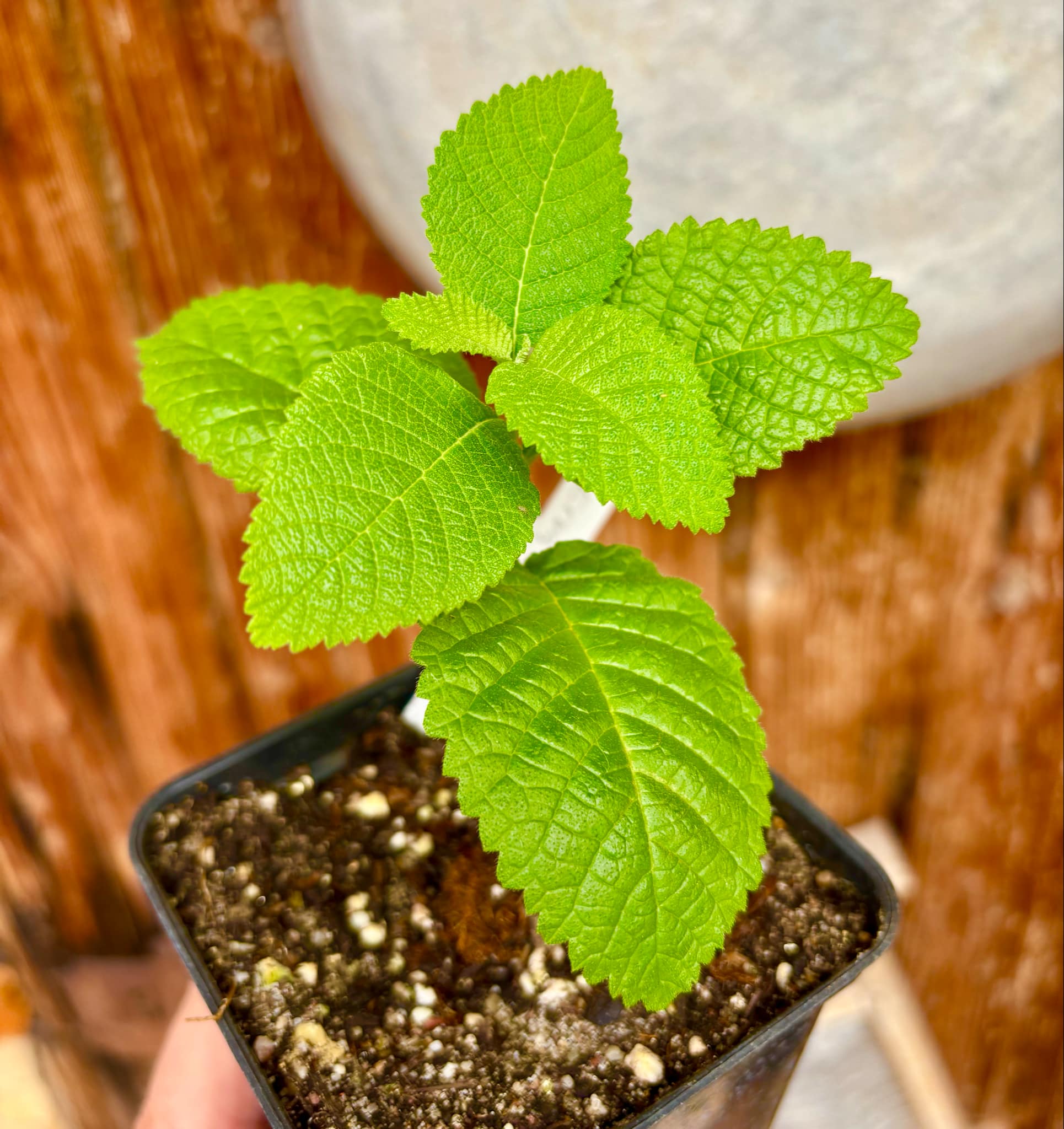 Erva baleeira  (Cordia verbenacia) - 1 potted plant / 1 getopfte Pflanze