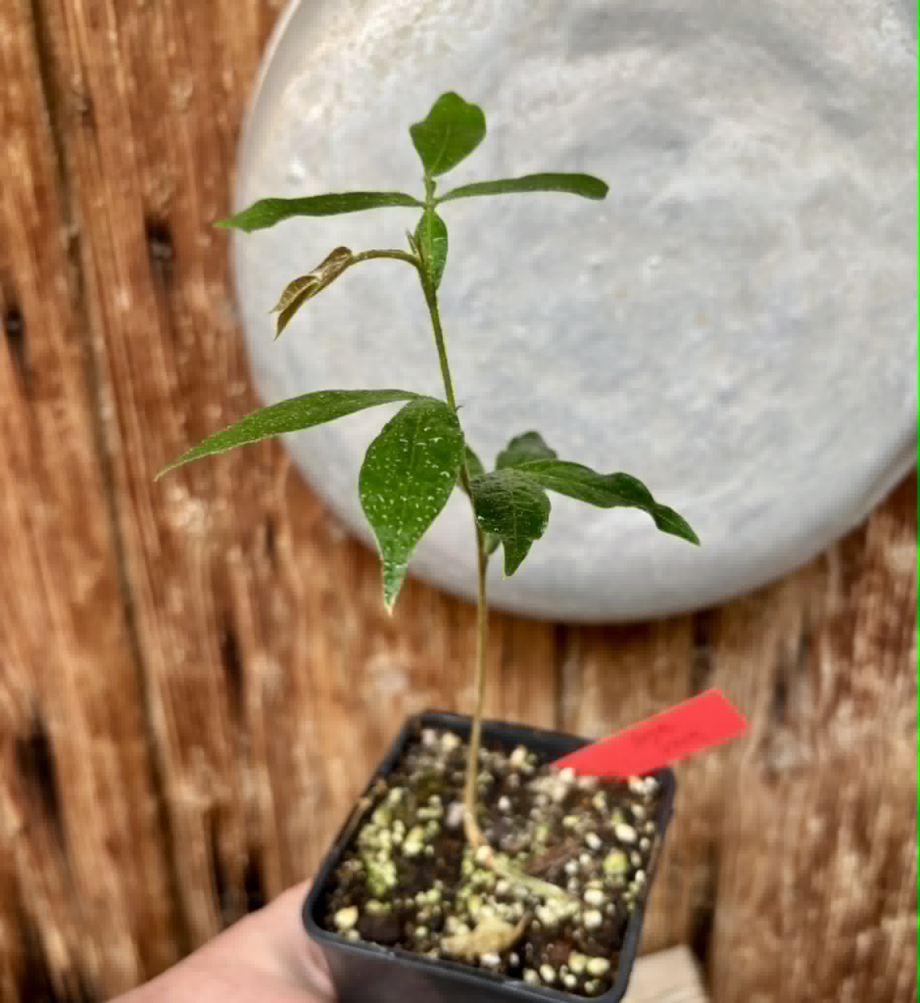 Inga vera  - 1 potted seedling / 1 getopfter Sämling
