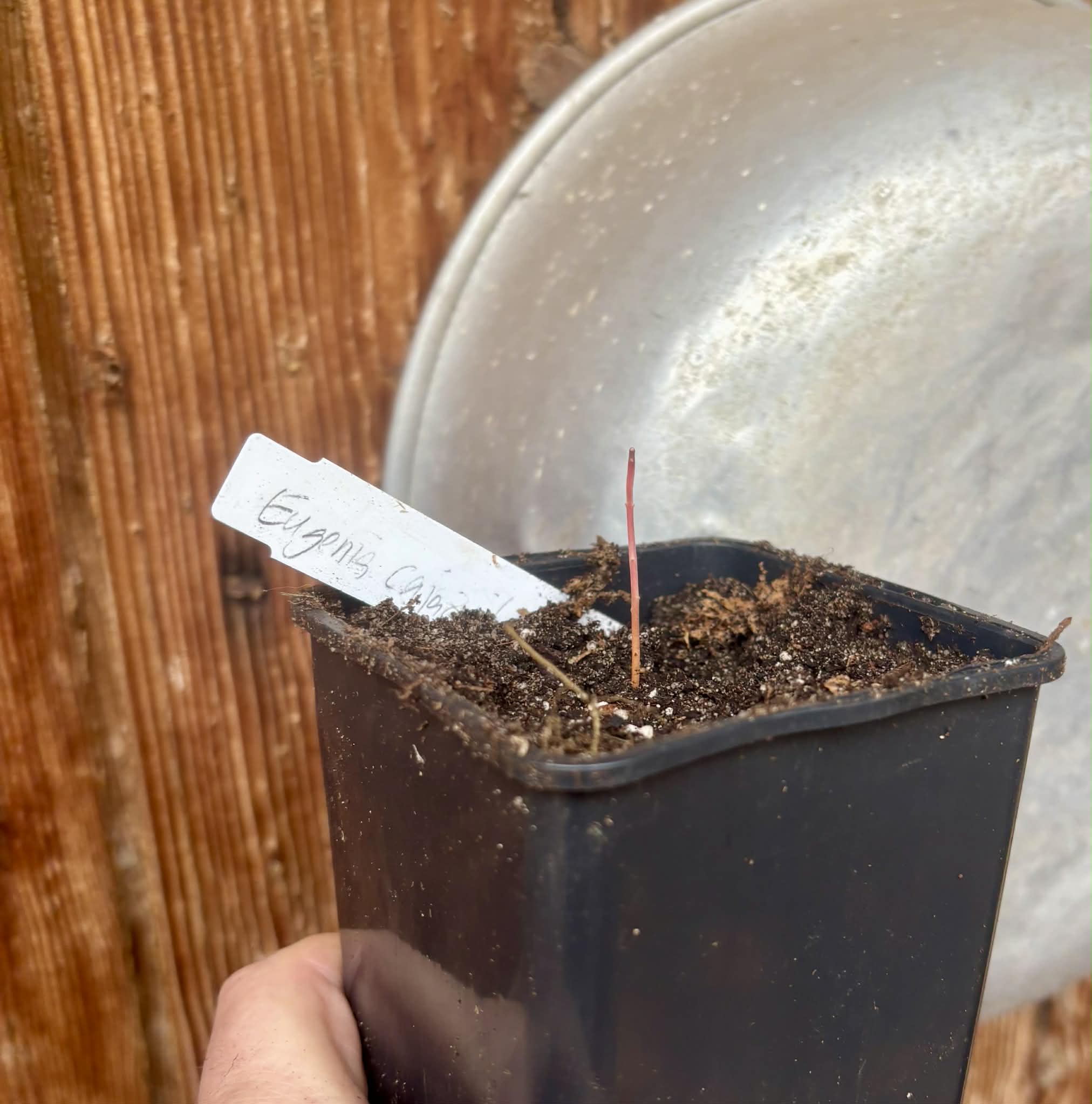only 1 available - Eugenia sp Cajazinho -  1 potted seedling / 1 getopfter Sämling