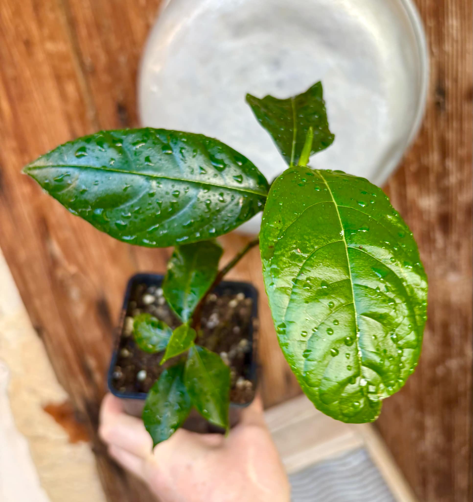 Jackfruit (Artocarpus heterophyllus) 1 potted plant / 1 getopfte Pflanze Jackfruit (Artocarpus heterophyllus) 1 potted plant / 1 getopfte Pflanze