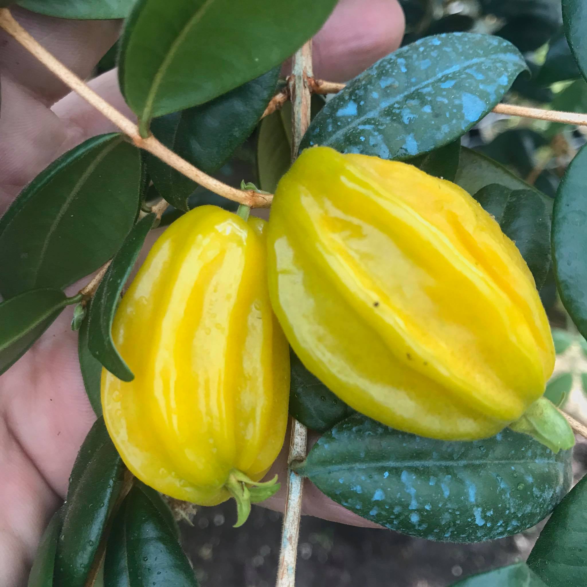 Eugenia selloi - Rare exotic plant - Seltene exotische Pflanze