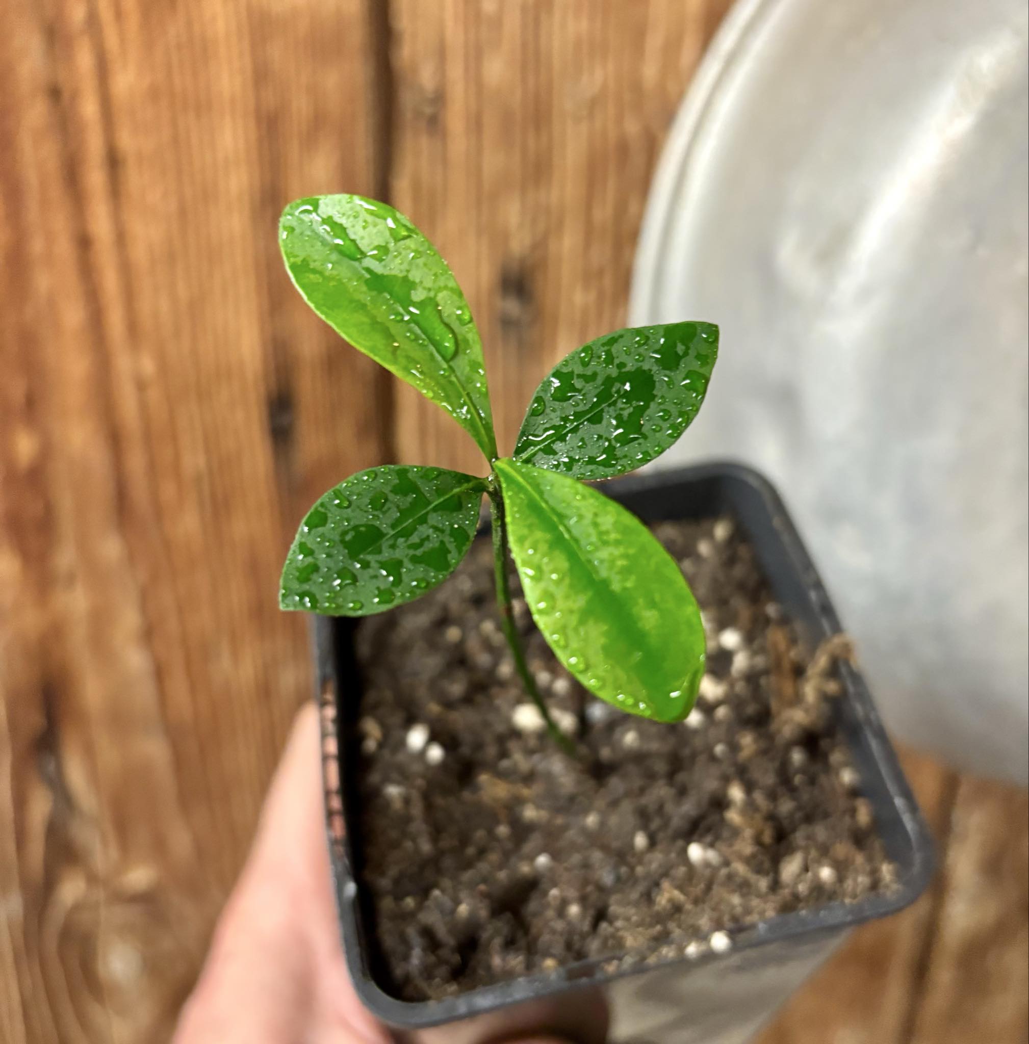 Lemon Drop Mangosteen (Garcinia intermedia) - 1 potted plant / 1 getopfte Pflanze