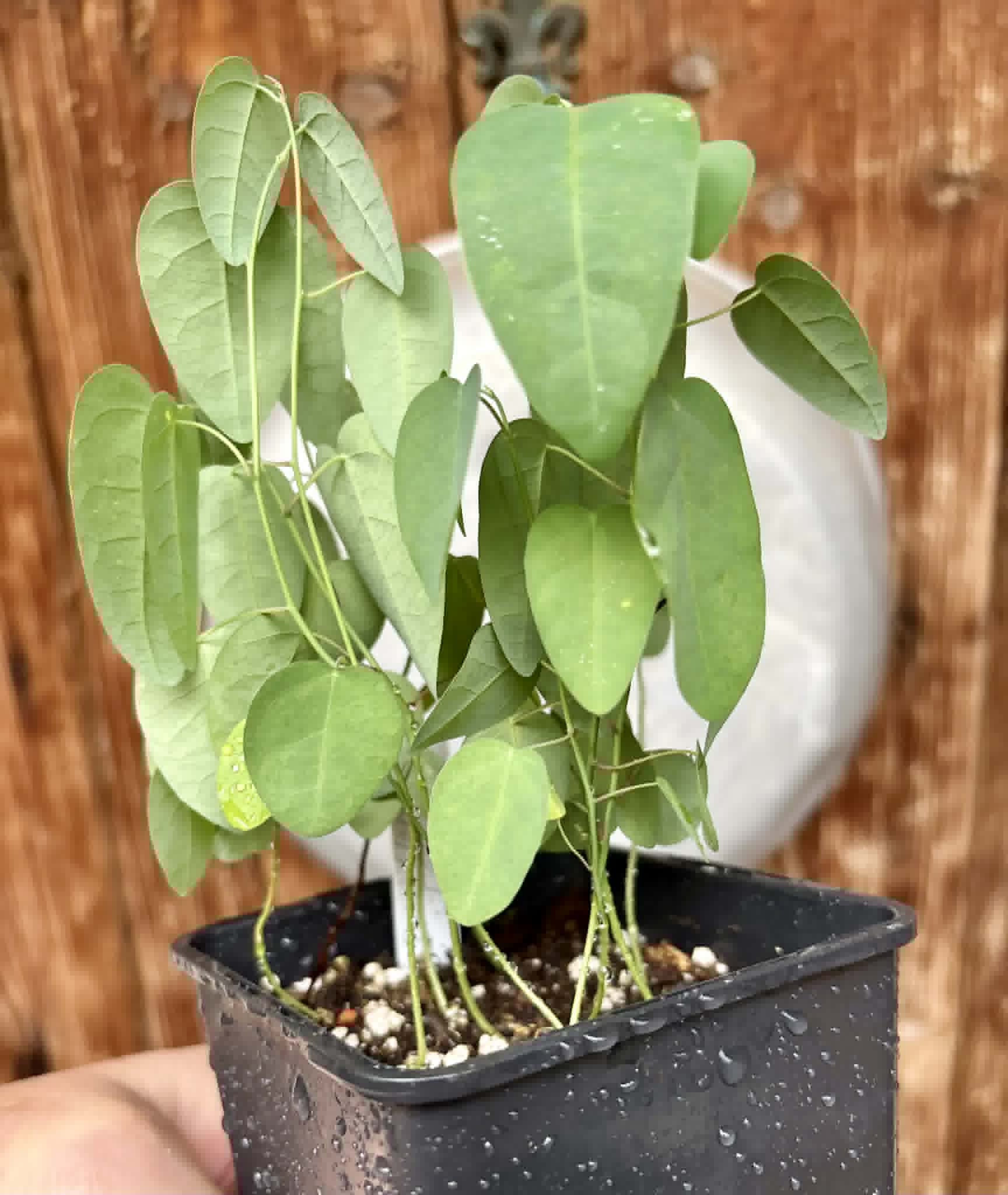 10 in 1 pot - Passiflora silvestris - 10 seedlings in one pot / 10 Sämlinge in einem Topf