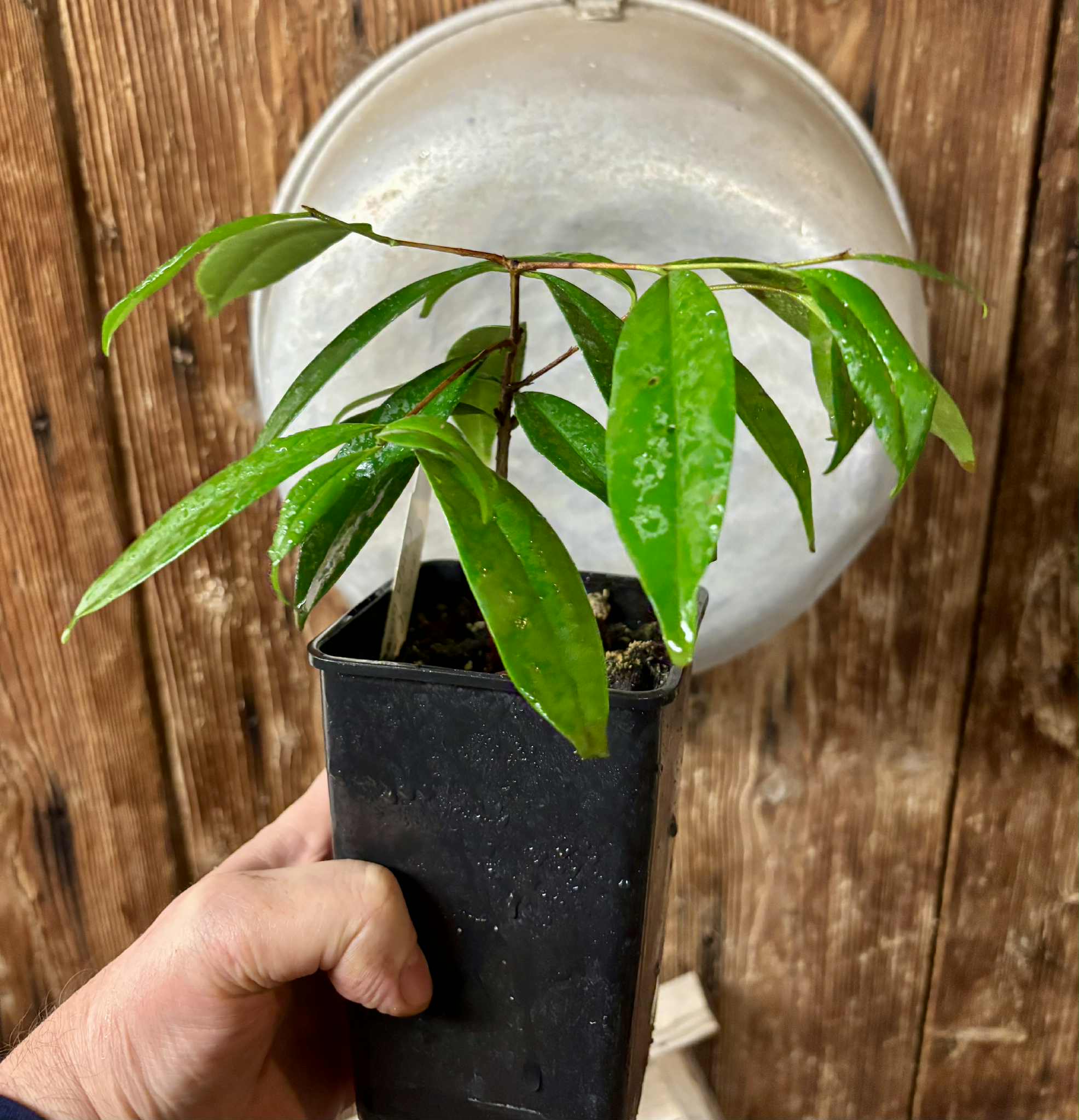 Cereja Grande da Bahia (Eugenia sp) - 1 potted plant / 1 getopfte Pflanze