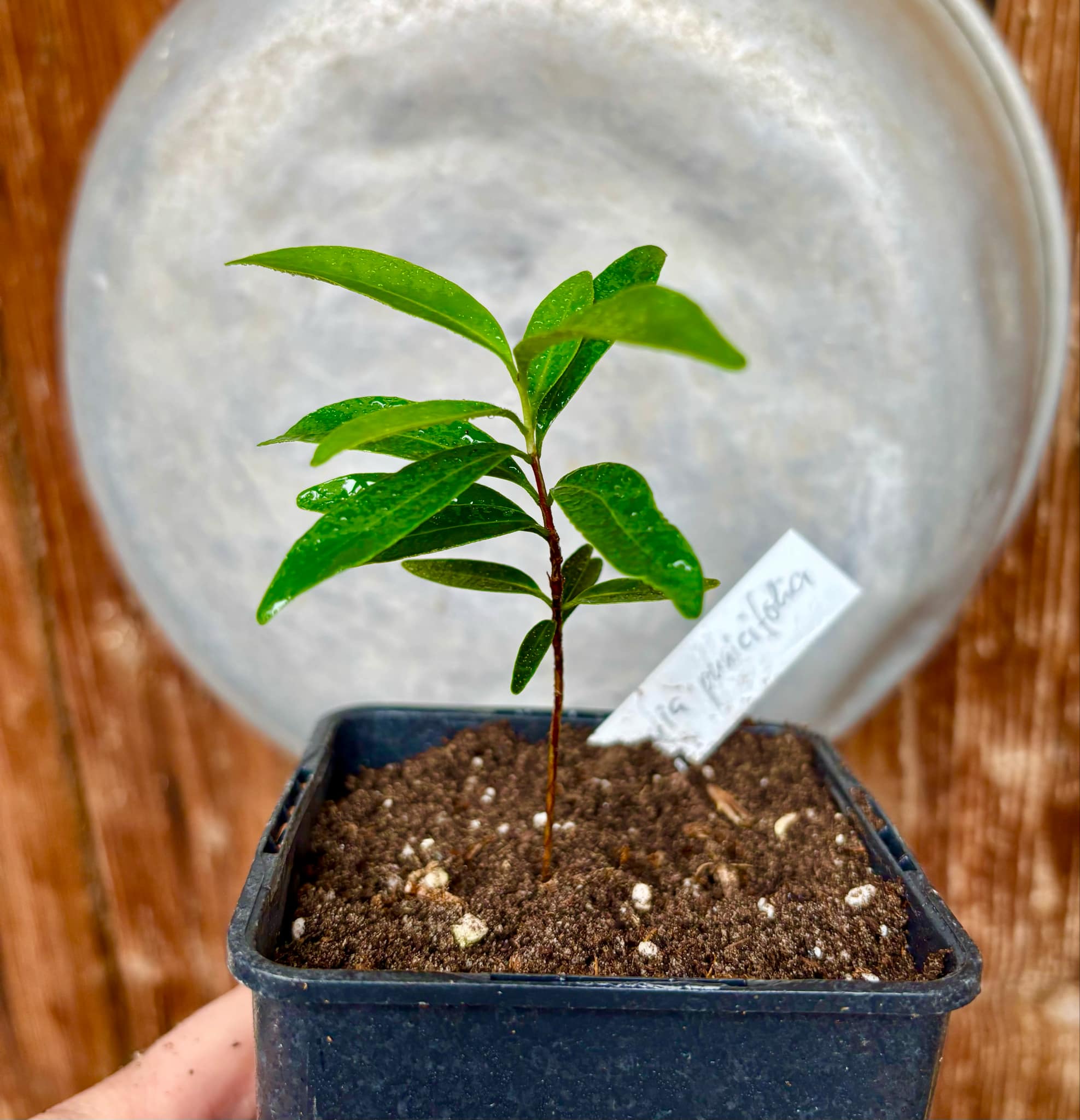 Eugenia punicifolia - 1 potted plant / 1 getopfte Pflanze