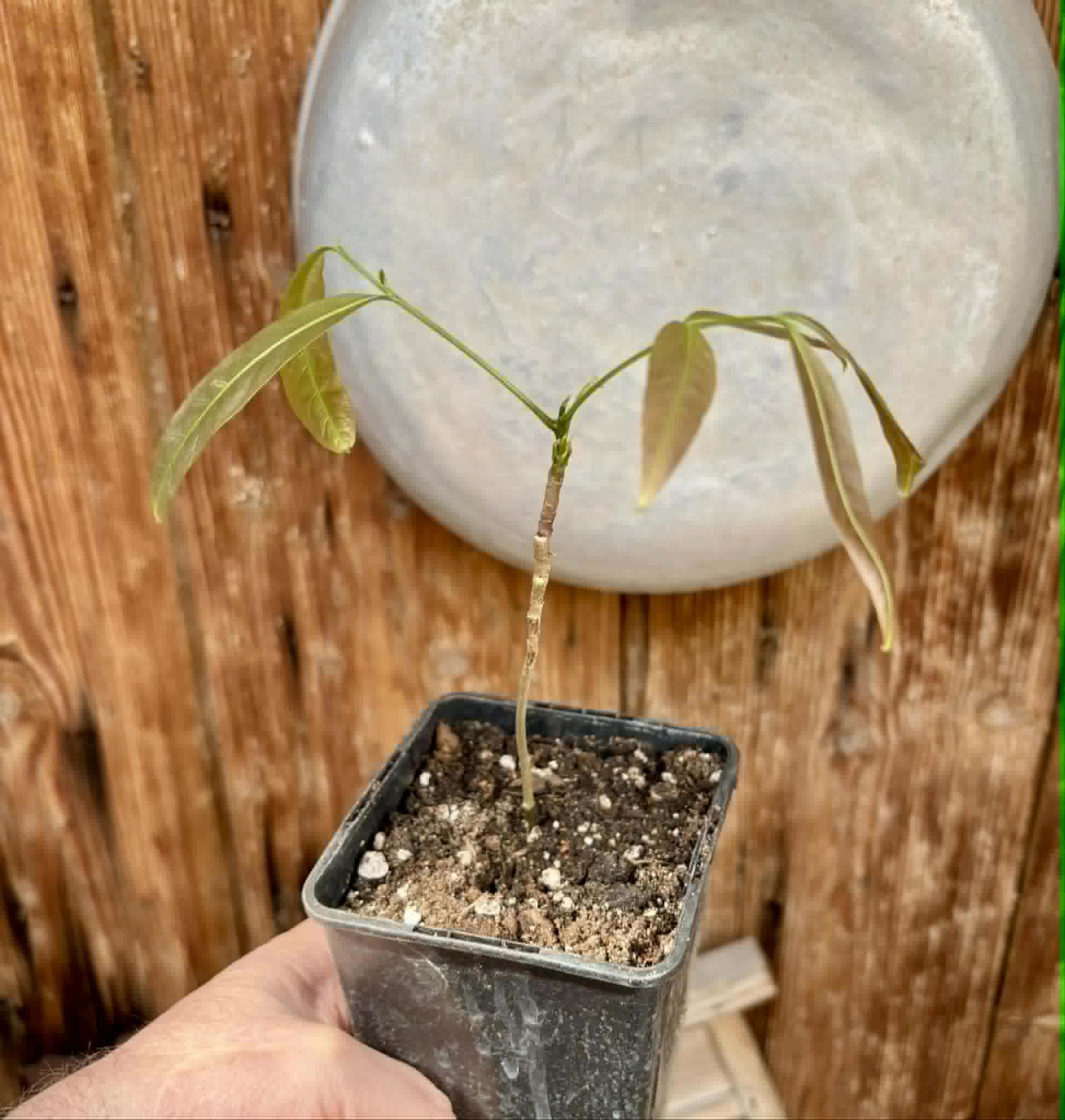 Talisia esculenta - Pitomba do Nordeste - 1 potted seedling / 1 getopfter Sämling