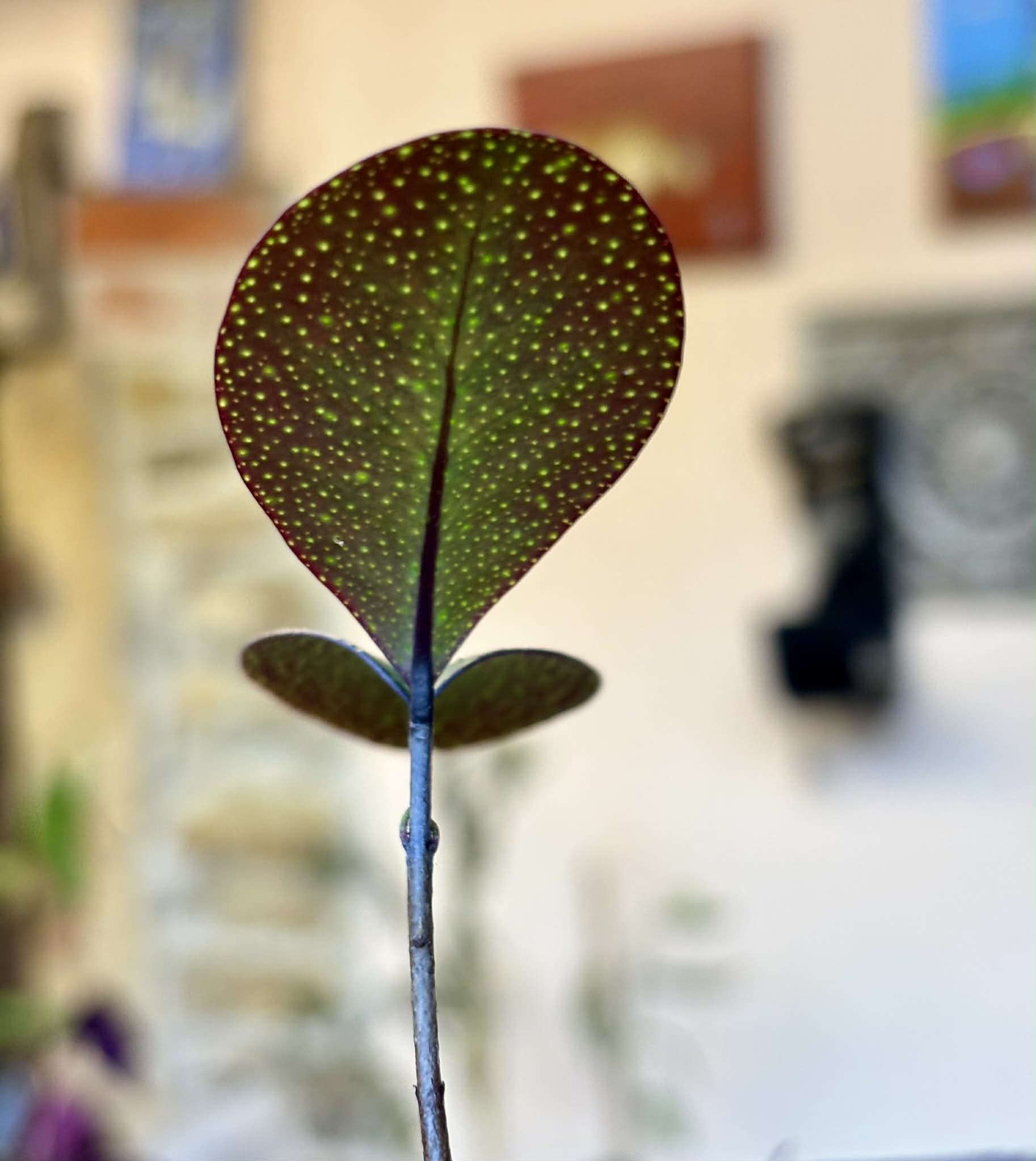 Eugenia sp Pindoca - 1 potted seedling / 1 getopfter Sämling