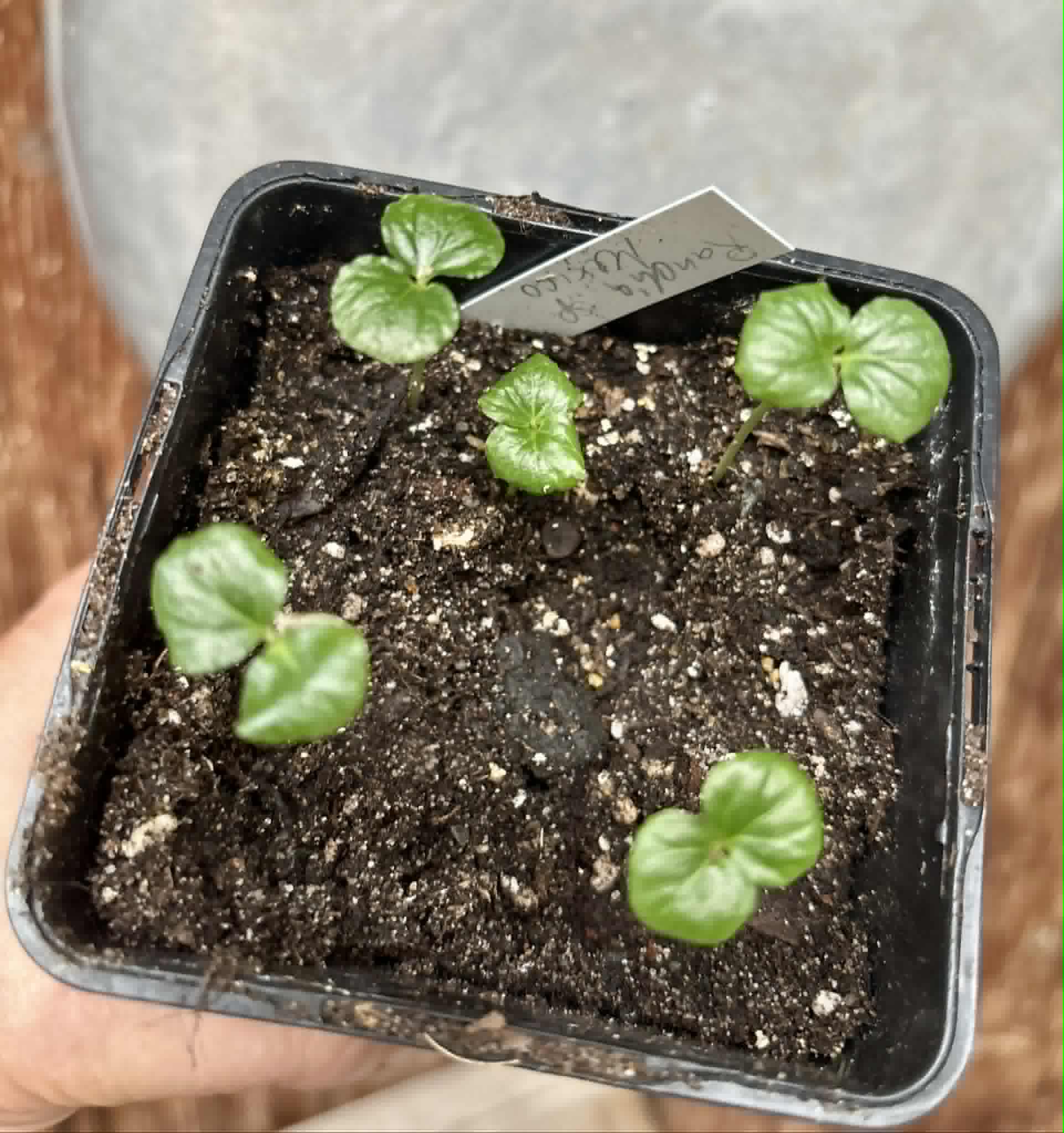 5 in 1 pot - Randia sp Mexico  - 5 seedlings in one pot / 5 Sämlinge in einem Topf