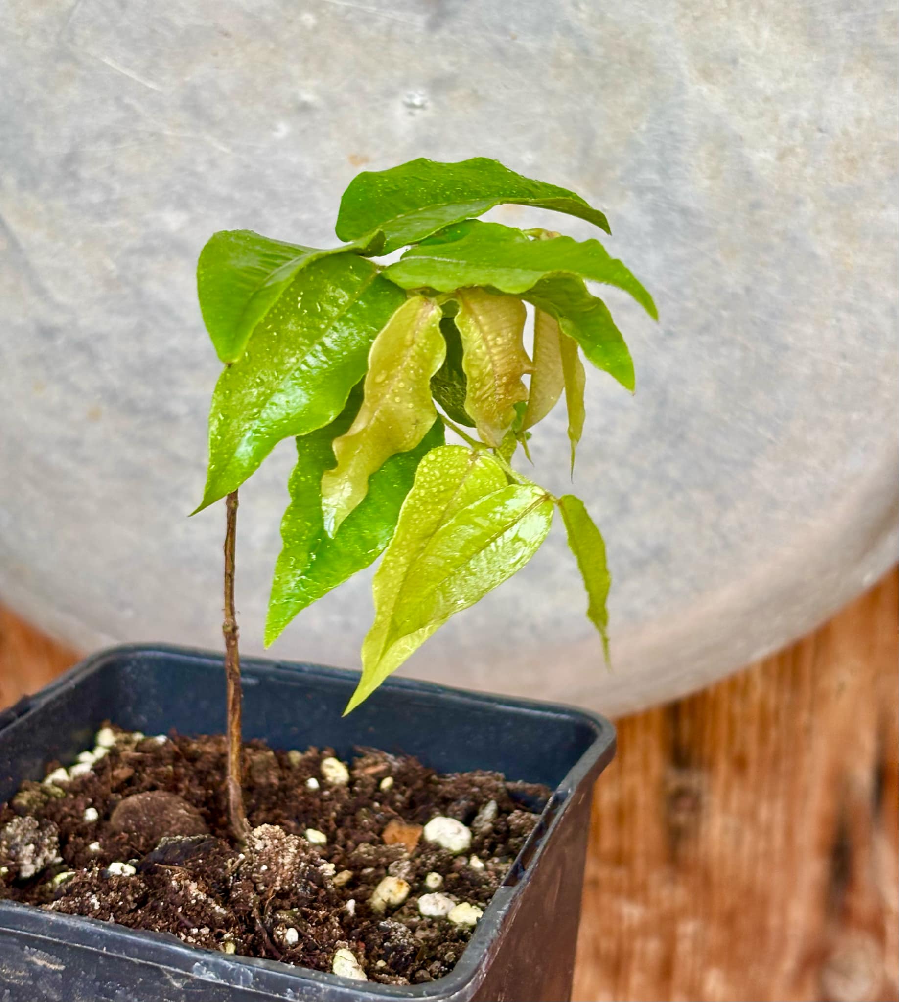 Myrciaria sp Jaboticaba - 1 potted plant / 1 getopfte Pflanze