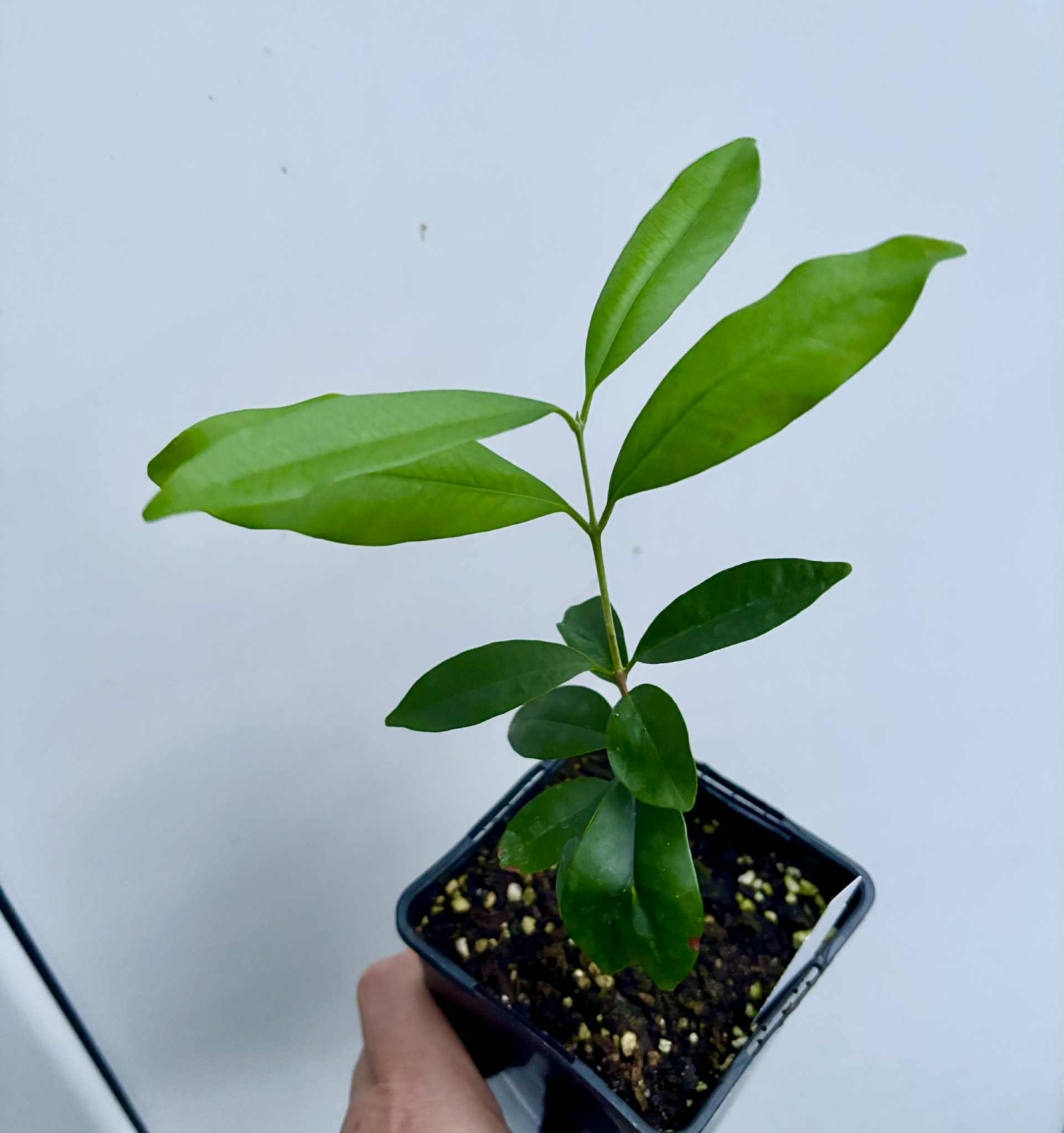 Eugenia cerasiflora - 1 potted plant - 1 getopfte Pflanze